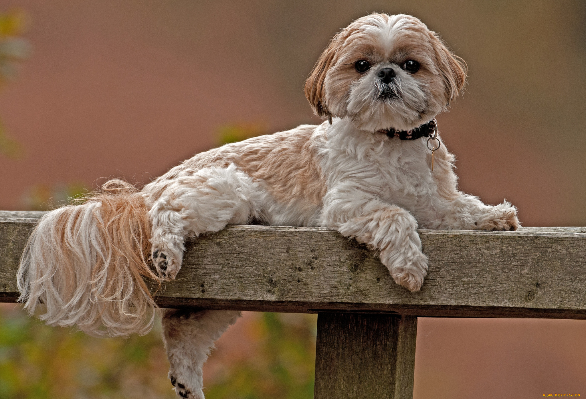 животные, собаки, милая
