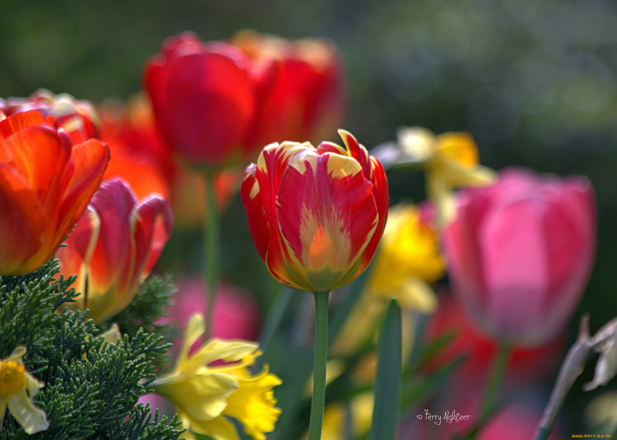 цветы, тюльпаны, бутон