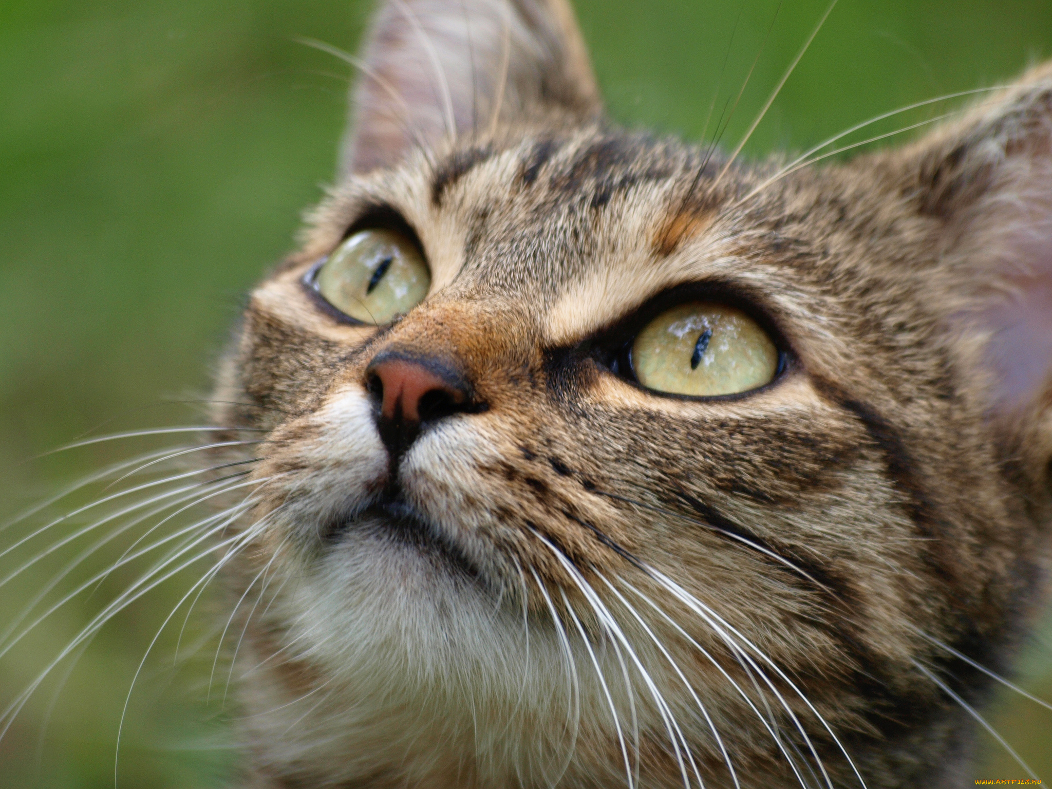 животные, коты, мордочка