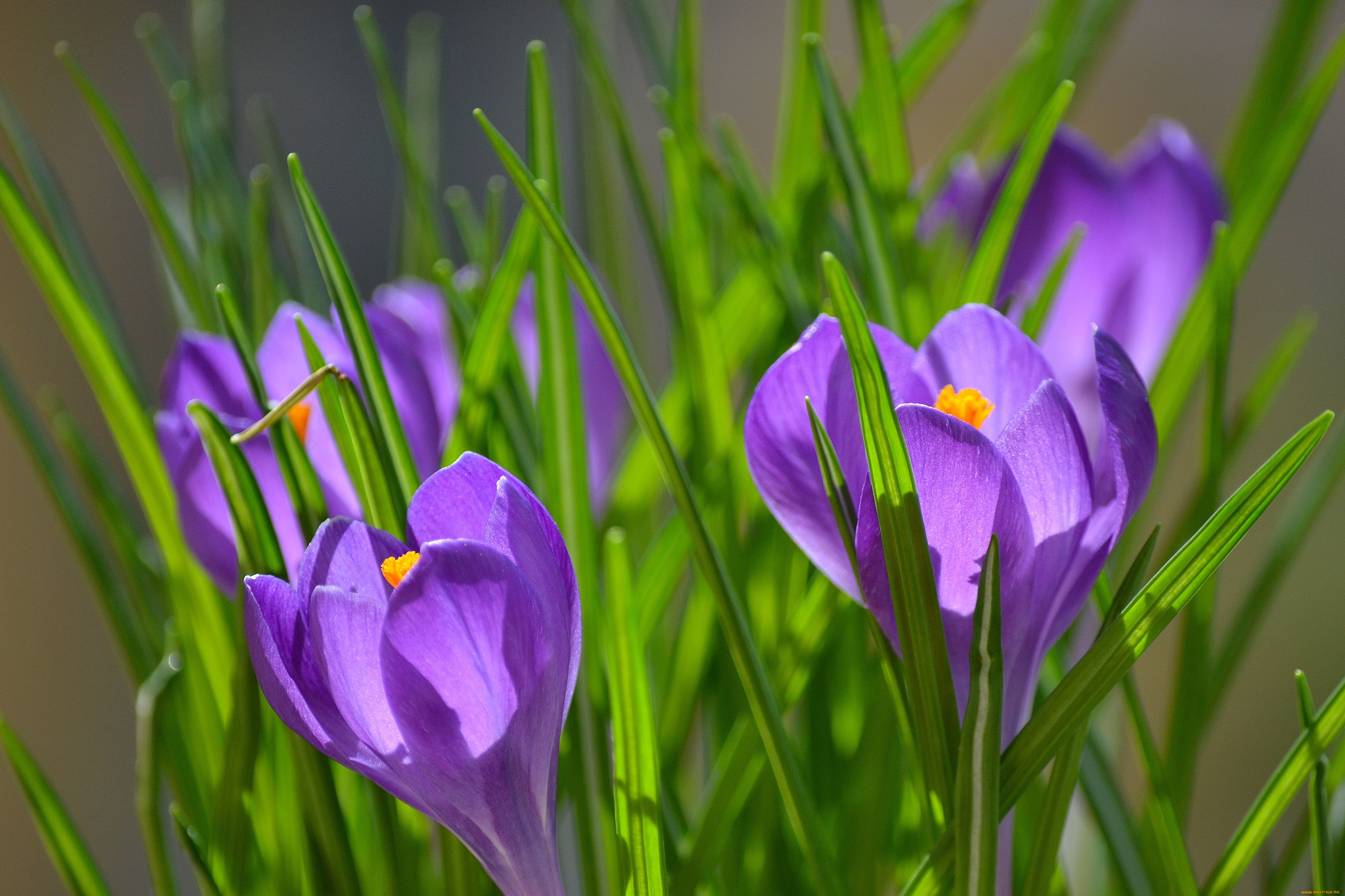 цветы, крокусы, весна