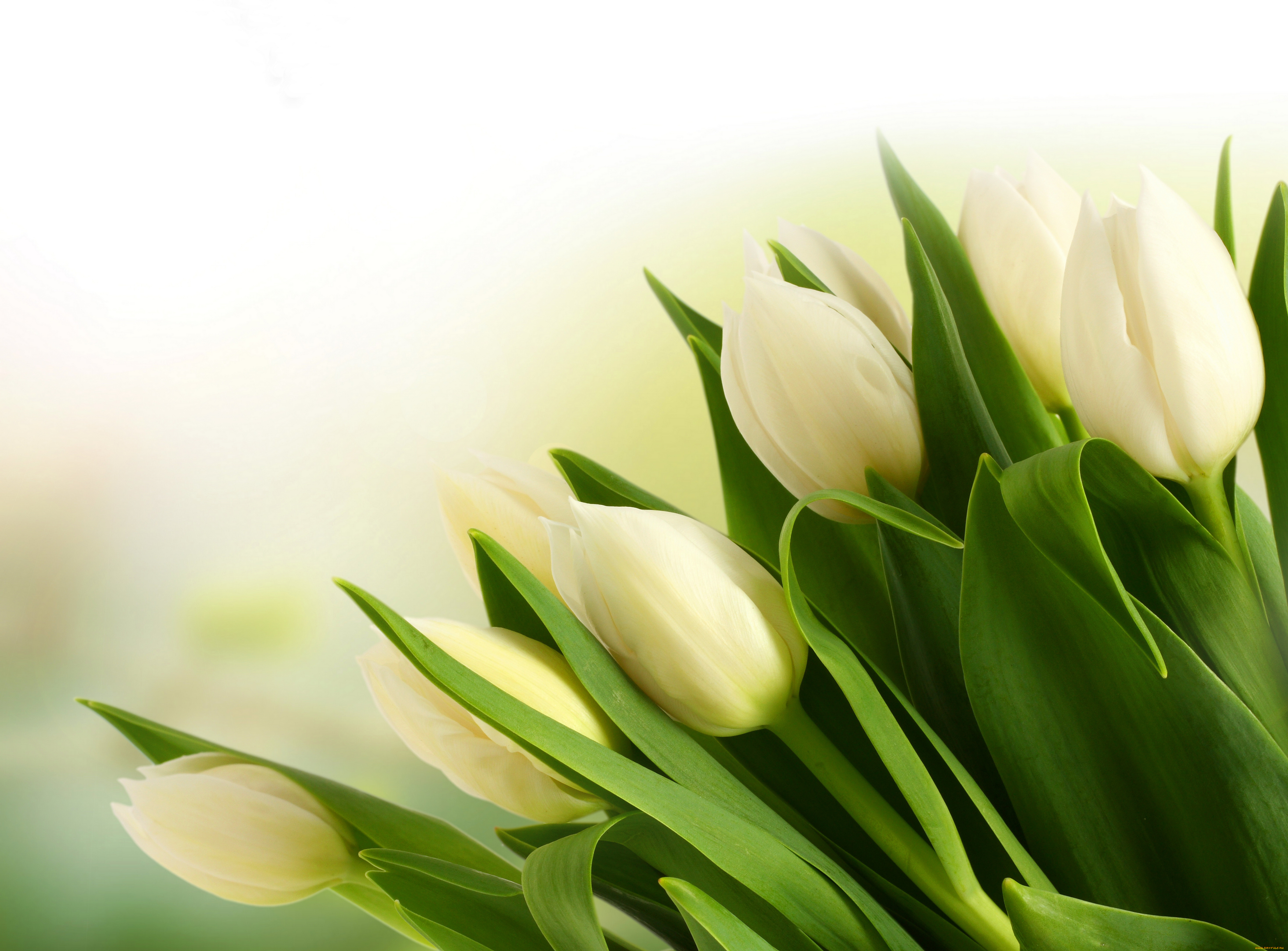 цветы, тюльпаны