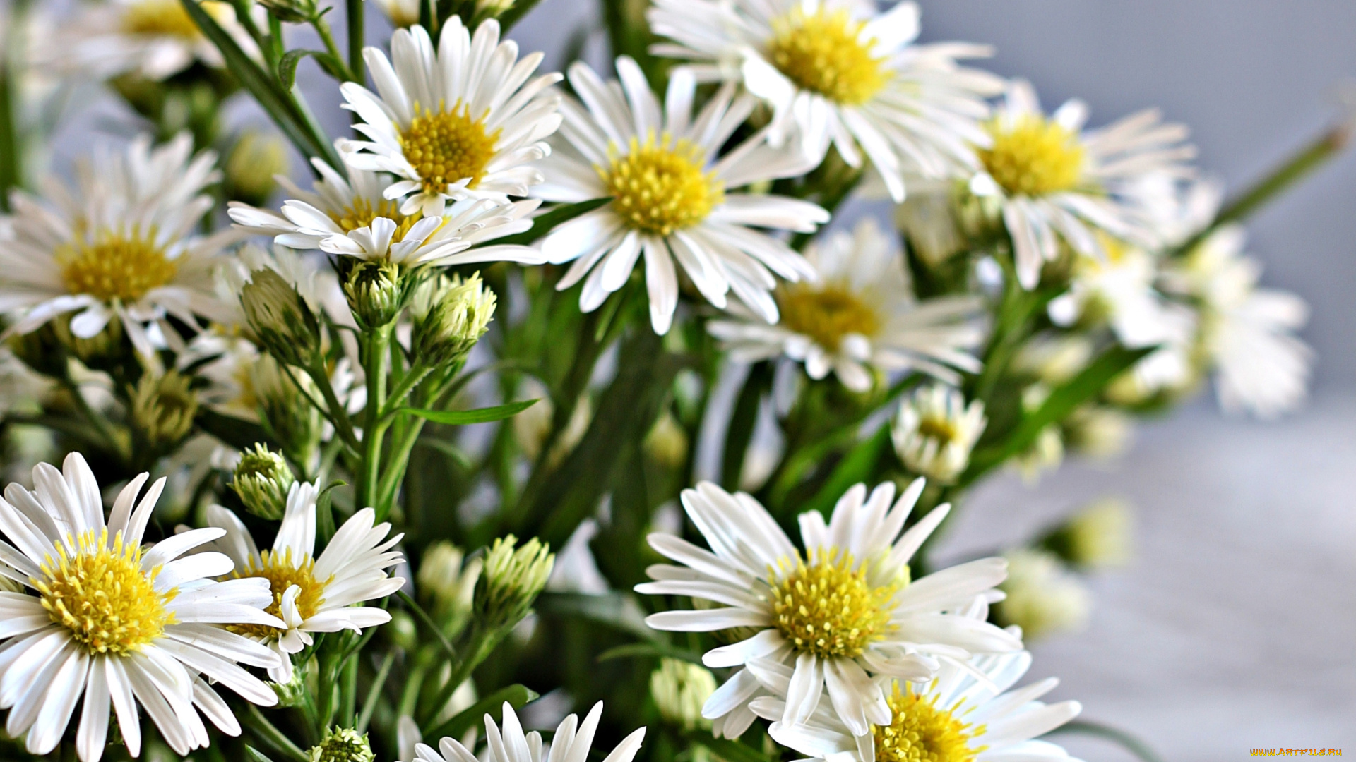 цветы, астры, татарская, астра