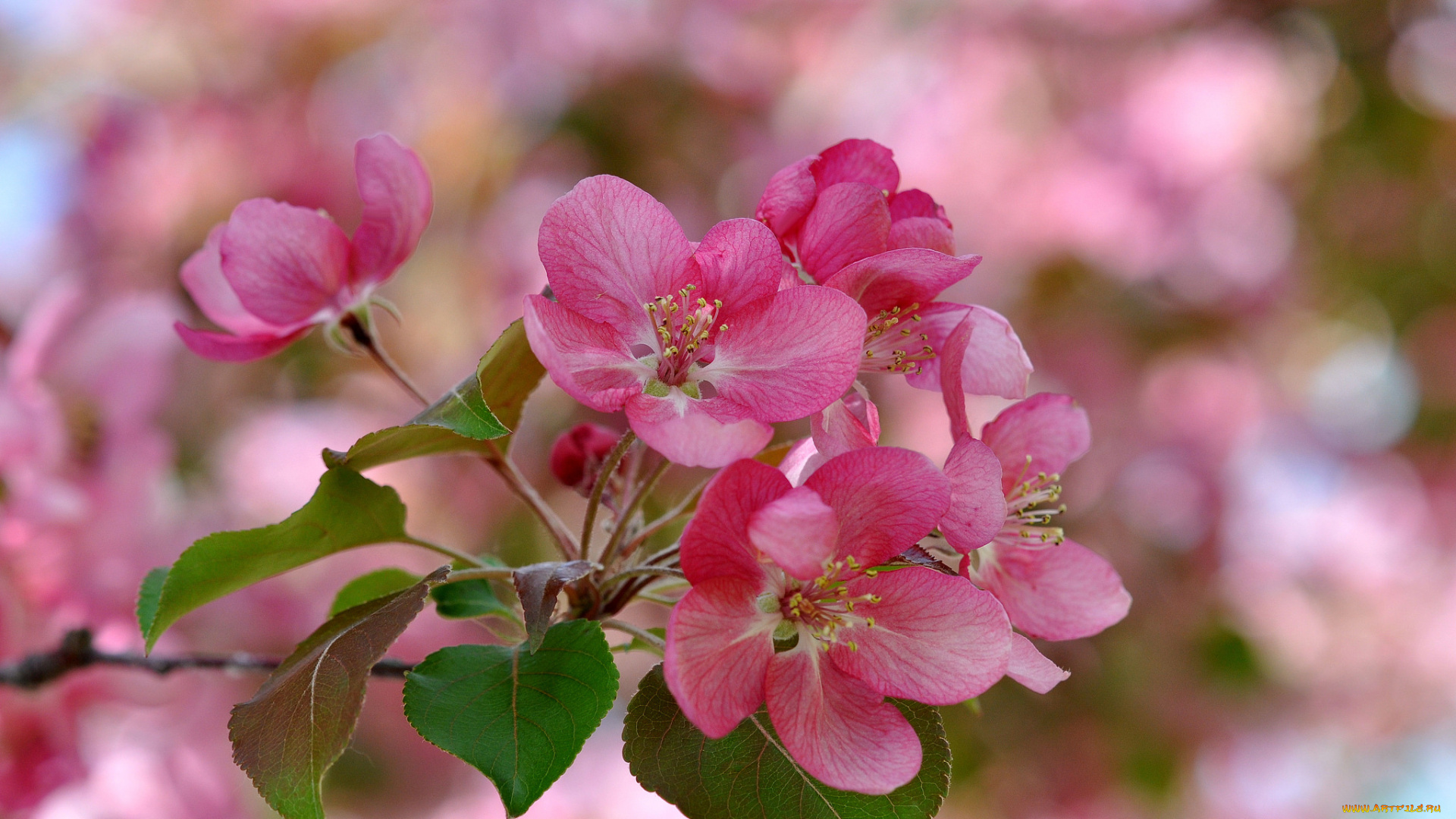 цветы, цветущие, деревья, , , кустарники, весна