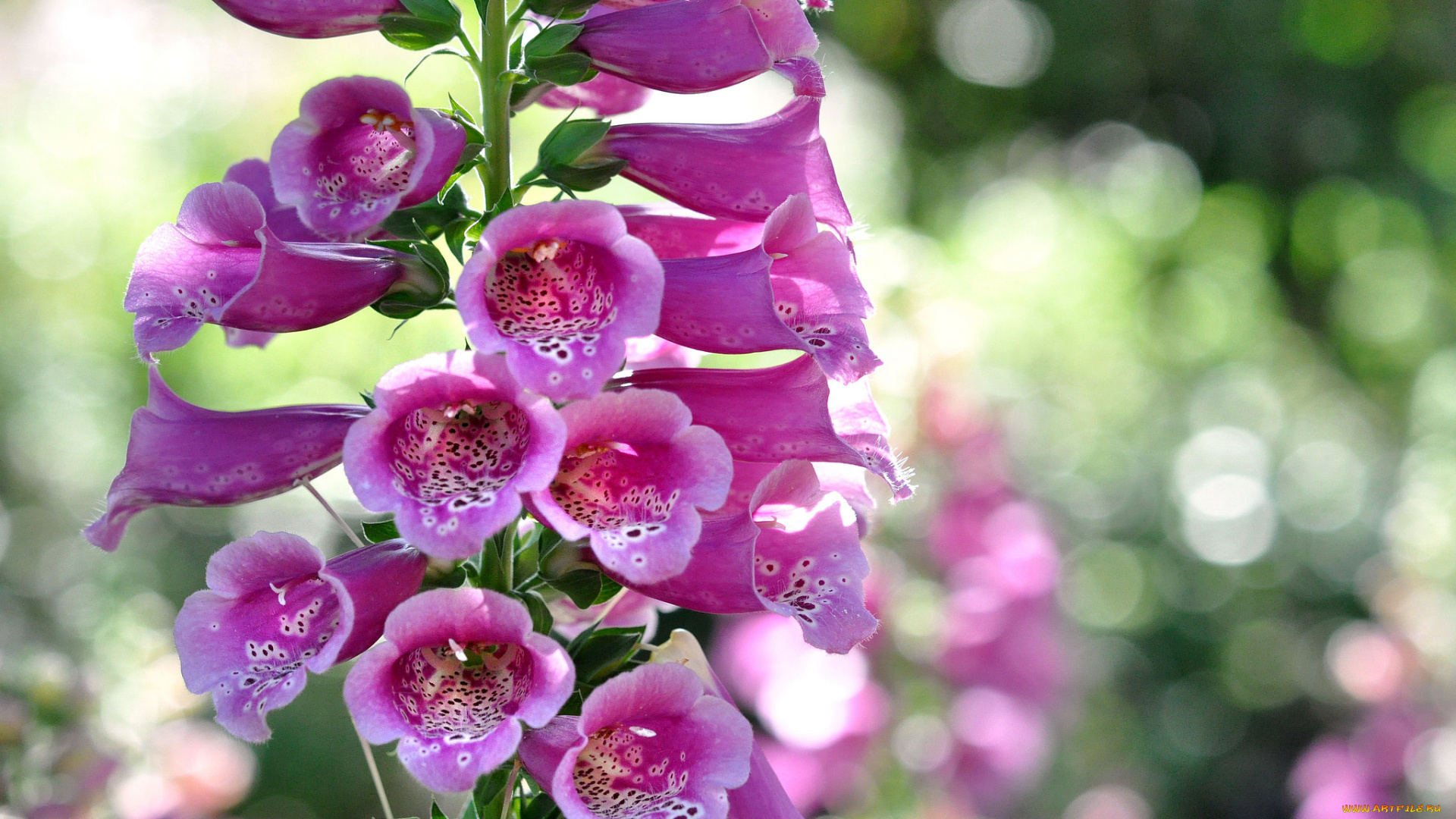 цветы, дигиталис, , наперстянка, макро