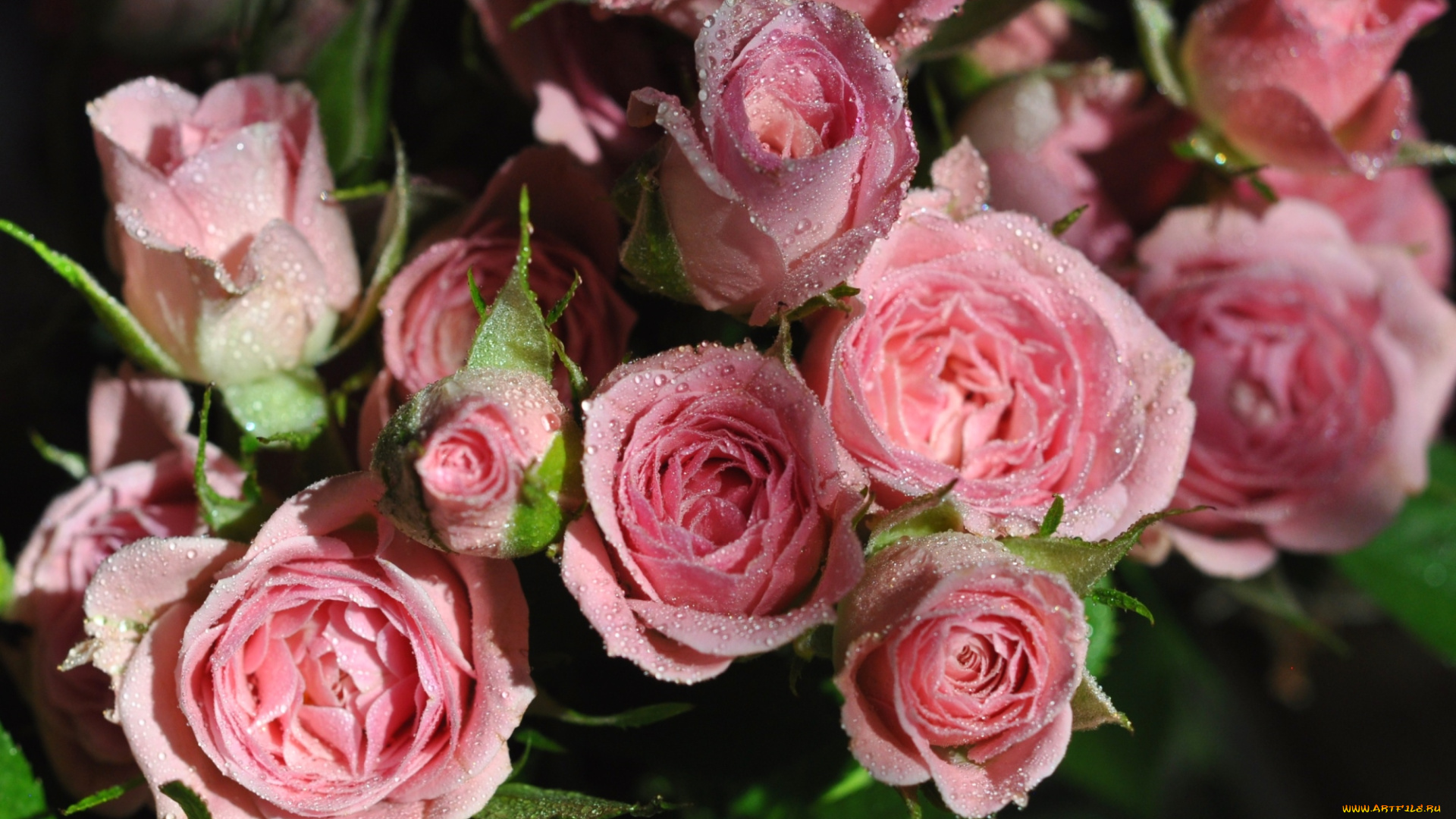 цветы, розы, розовый