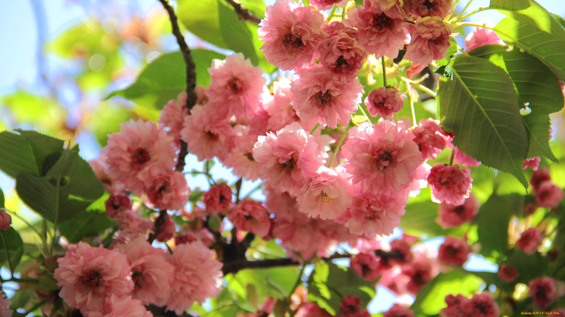 цветы, сакура, , вишня, лепестки, ветка