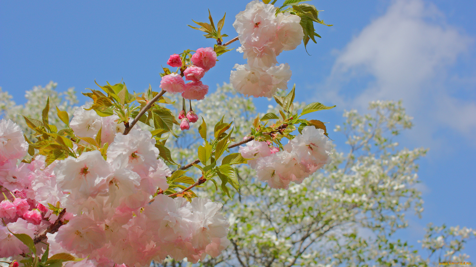 цветы, сакура, , вишня, ветка, лепестки