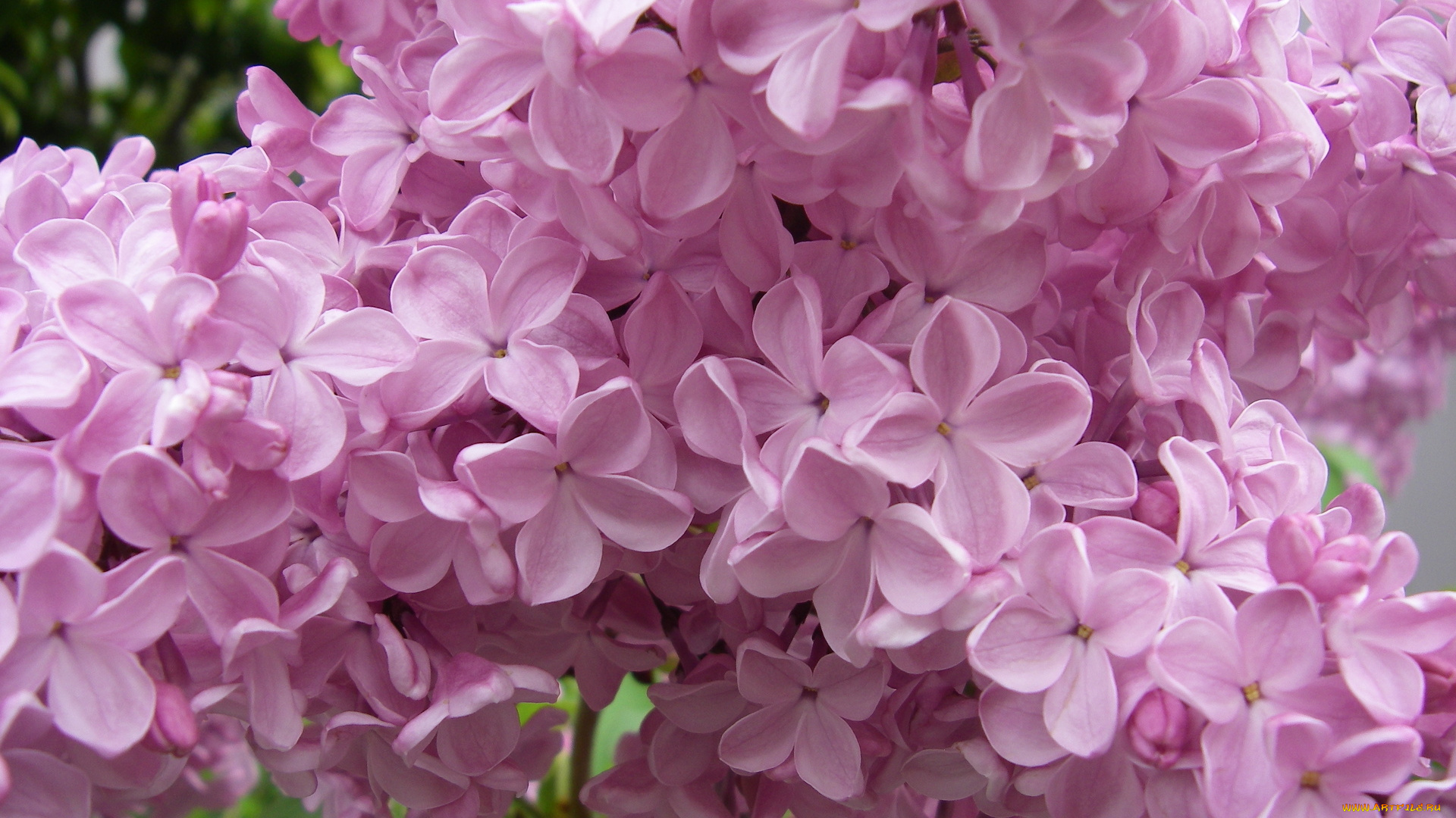 цветы, сирень, лепестки