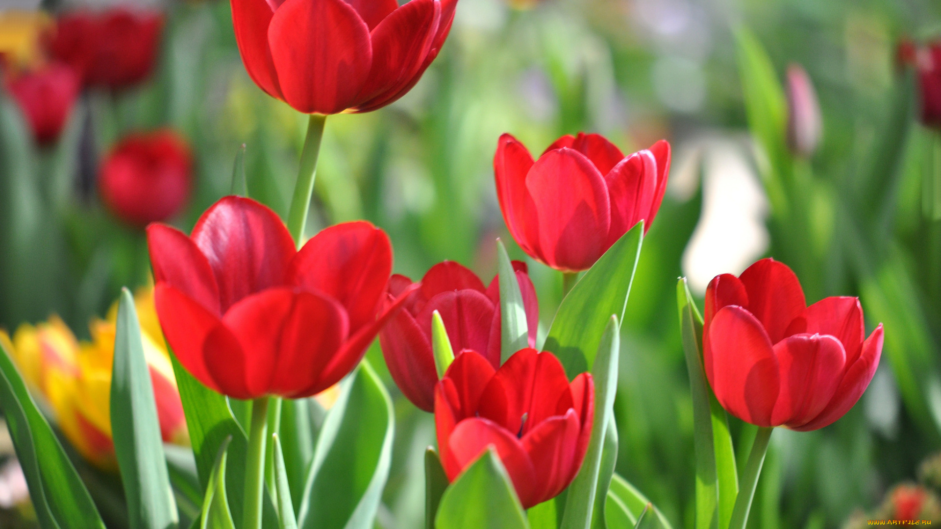 цветы, тюльпаны, красный
