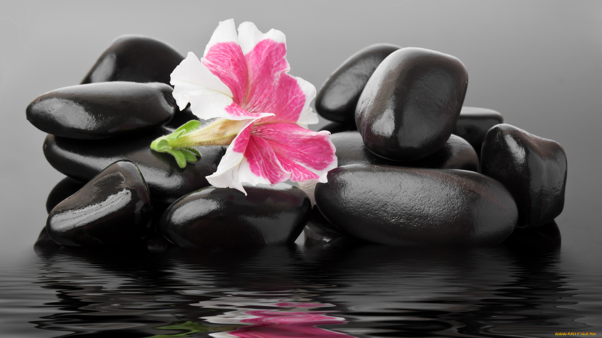 разное, ракушки, , кораллы, , декоративные, и, spa-камни, spa, камешки, вода, цветок