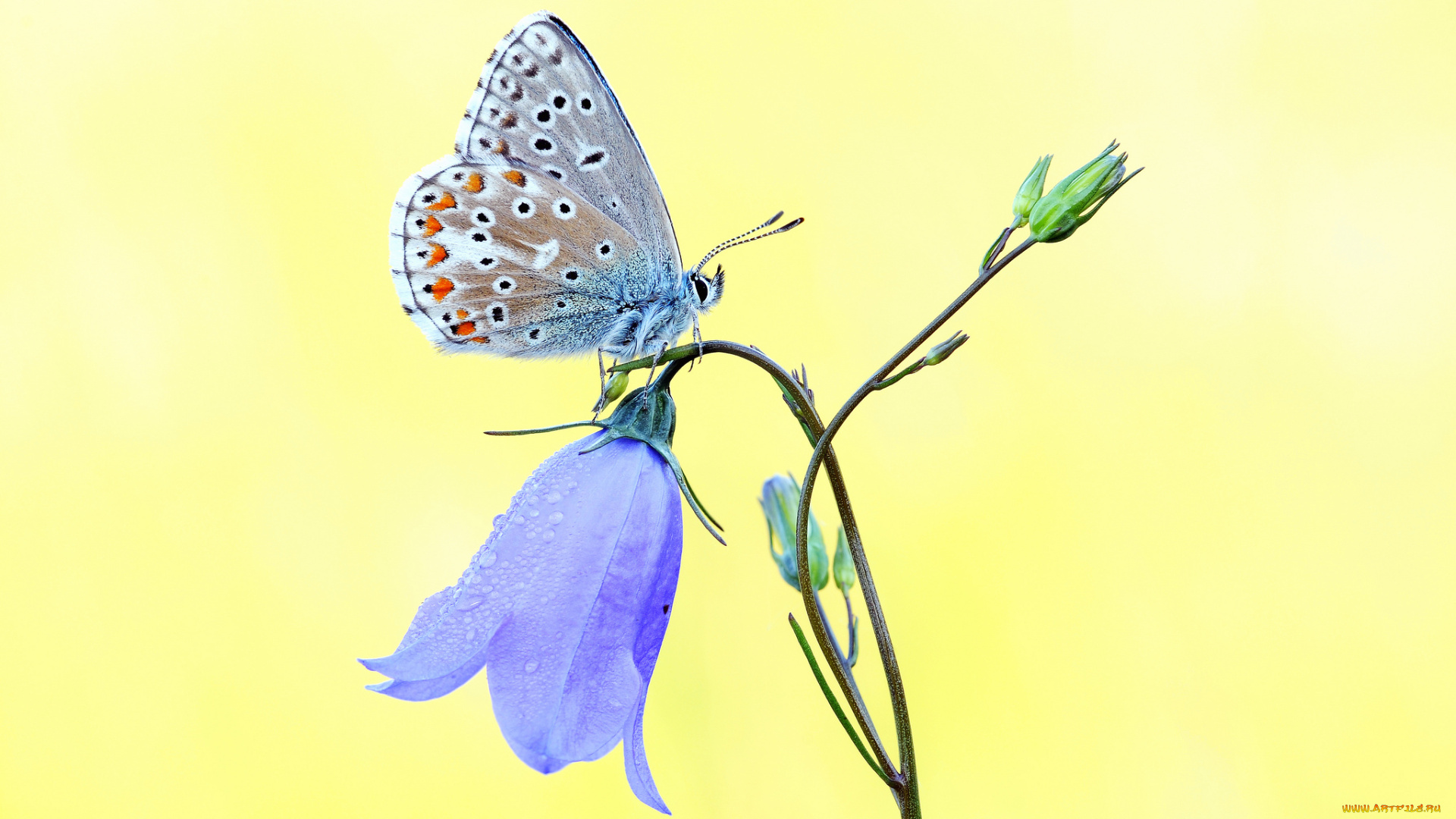 животные, бабочки, желтый, фон, бабочка, голубой, колокольчик, цветок