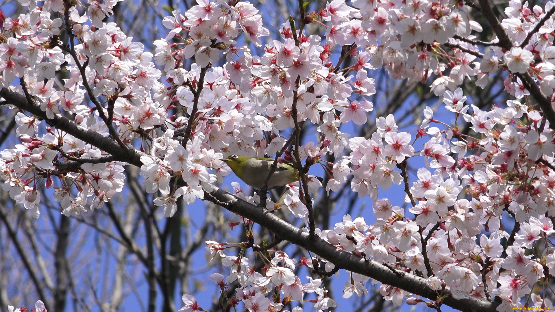 животные, белоглазки, ветка, лепестки