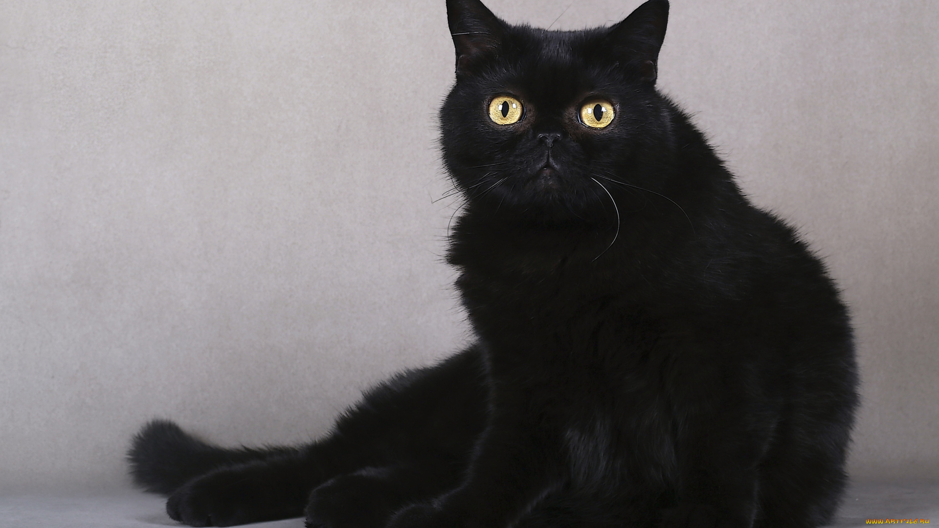 животные, коты, черный