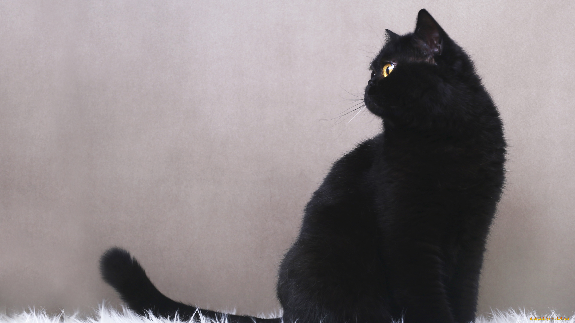 животные, коты, черный