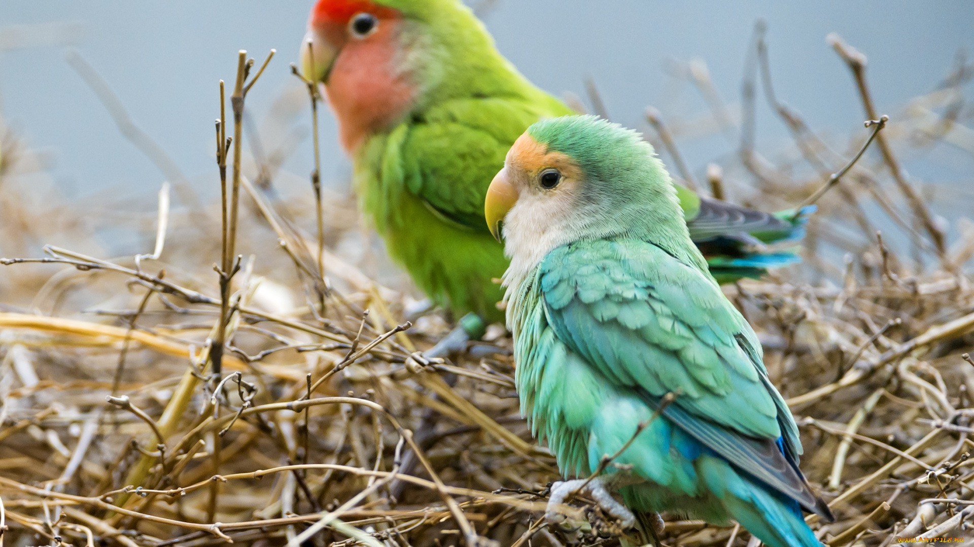 животные, попугаи, красавчики