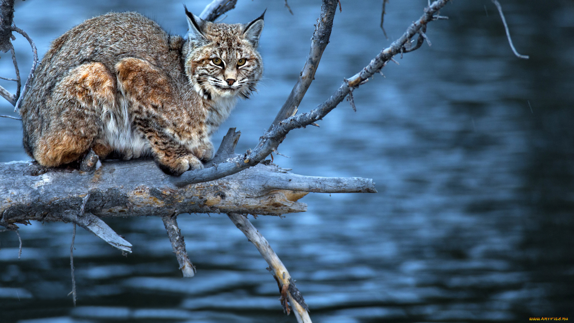 животные, рыси, дерево, вода, хищник, ветки, взгляд, рысь