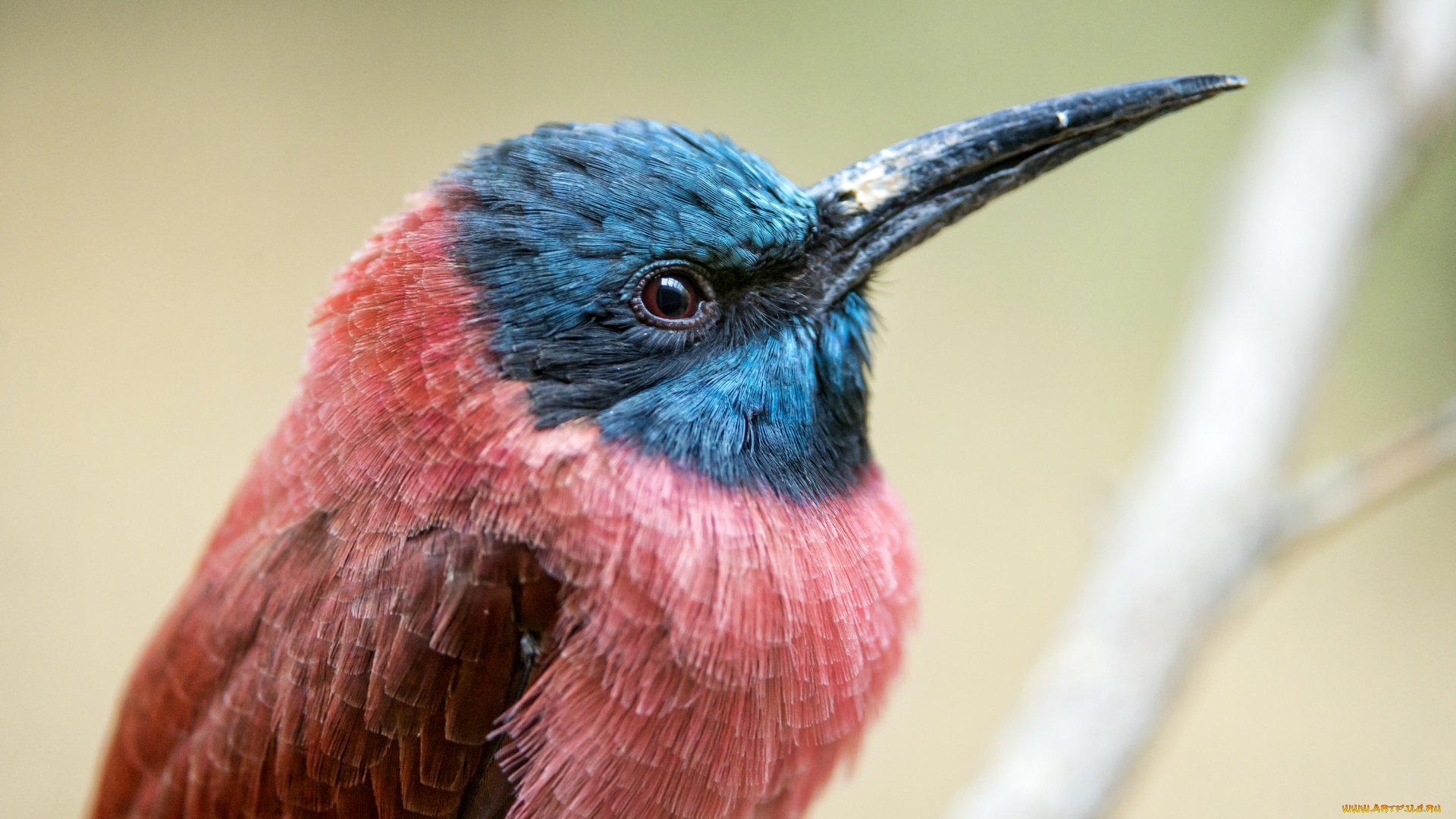 животные, щурки, , пчелоеды, клюв