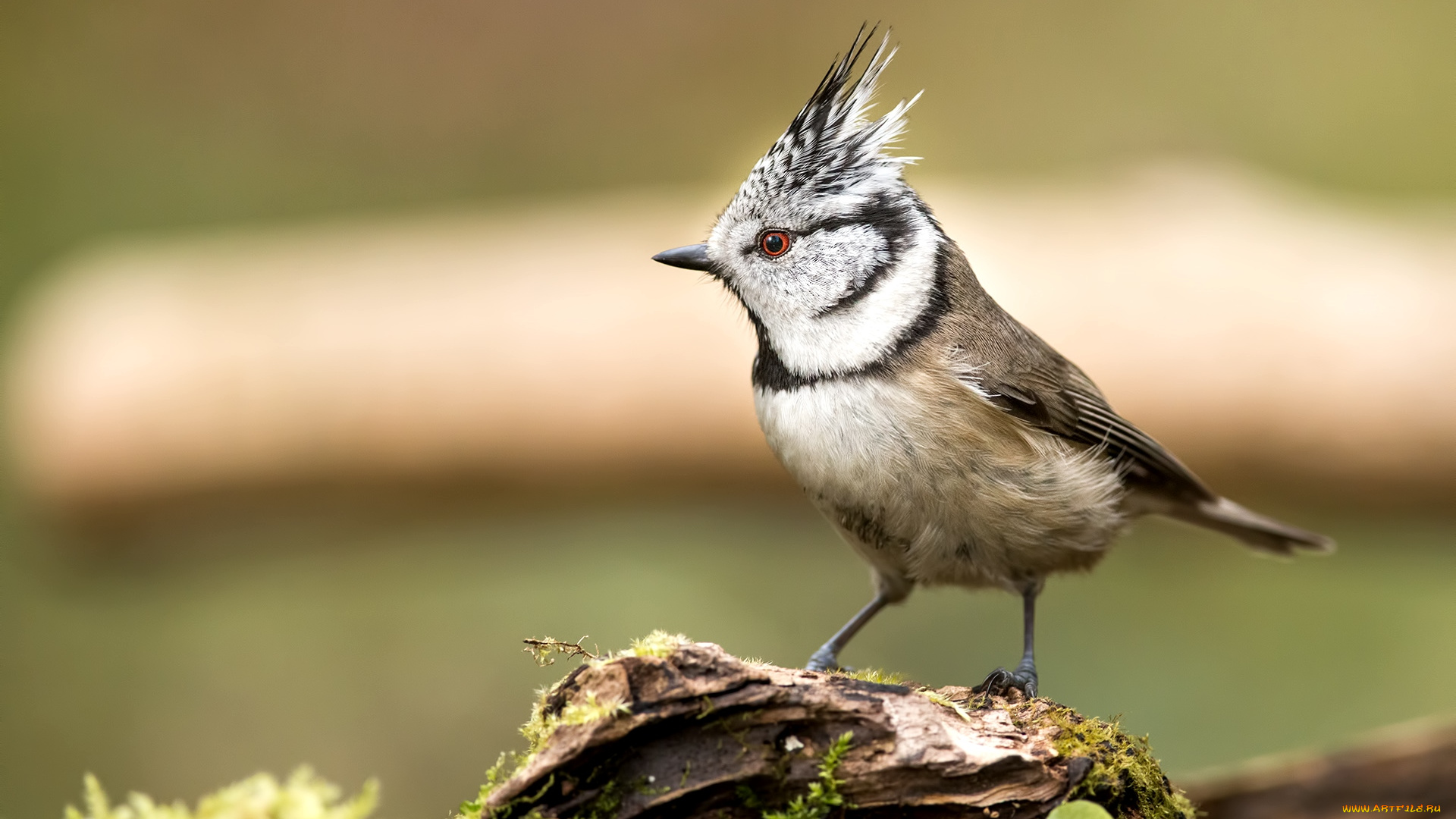 животные, синицы, , лазоревки, хохолок