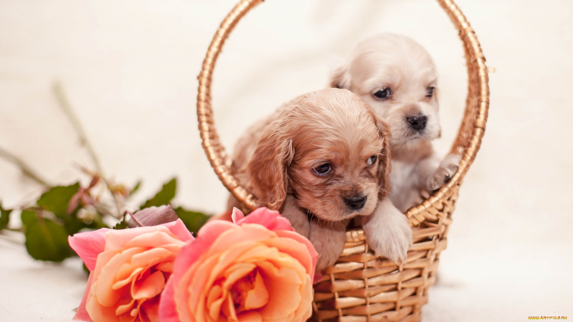 животные, собаки, розы, корзина, спаниель