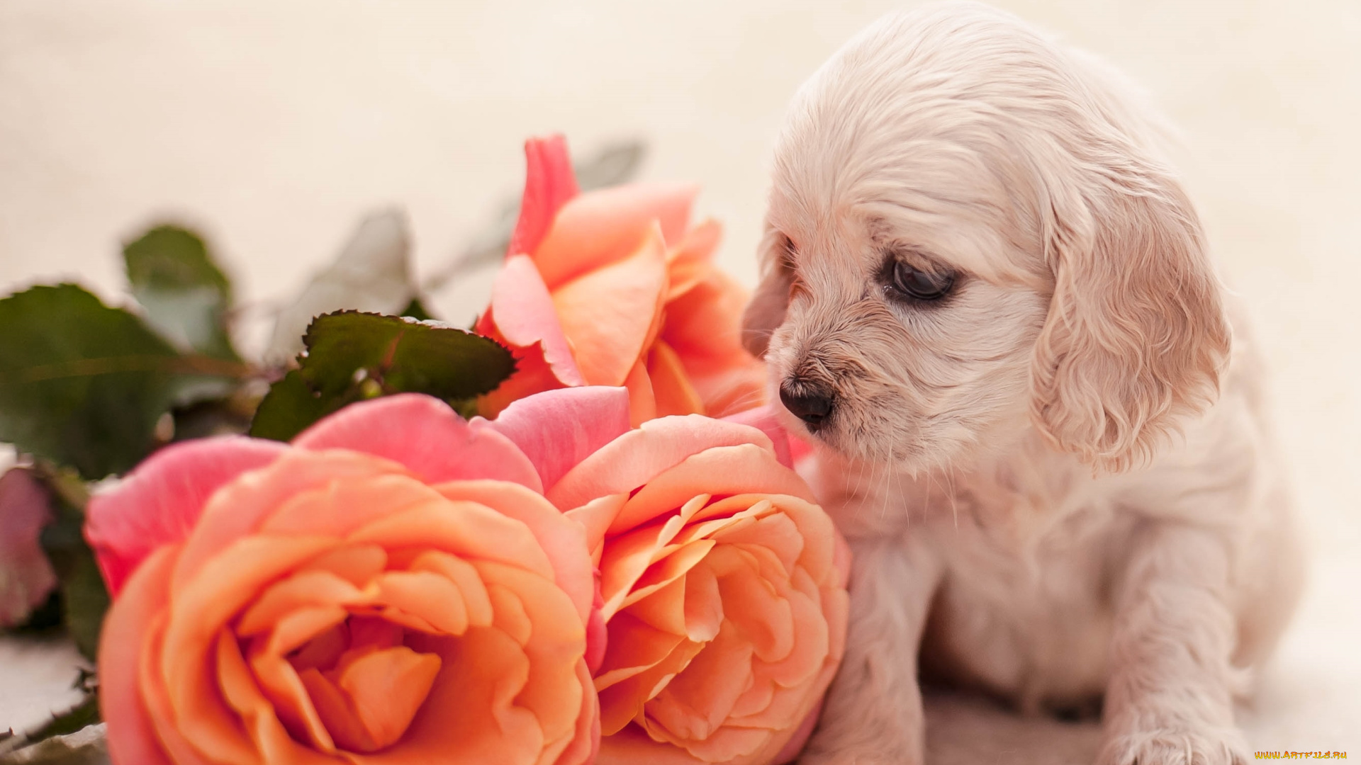 животные, собаки, розы, спаниель