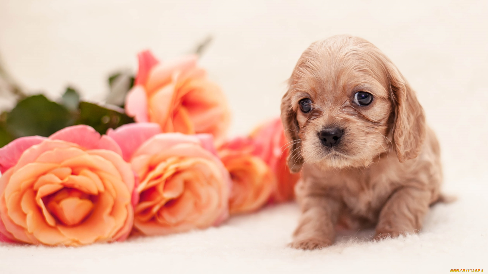 животные, собаки, розы, спаниель