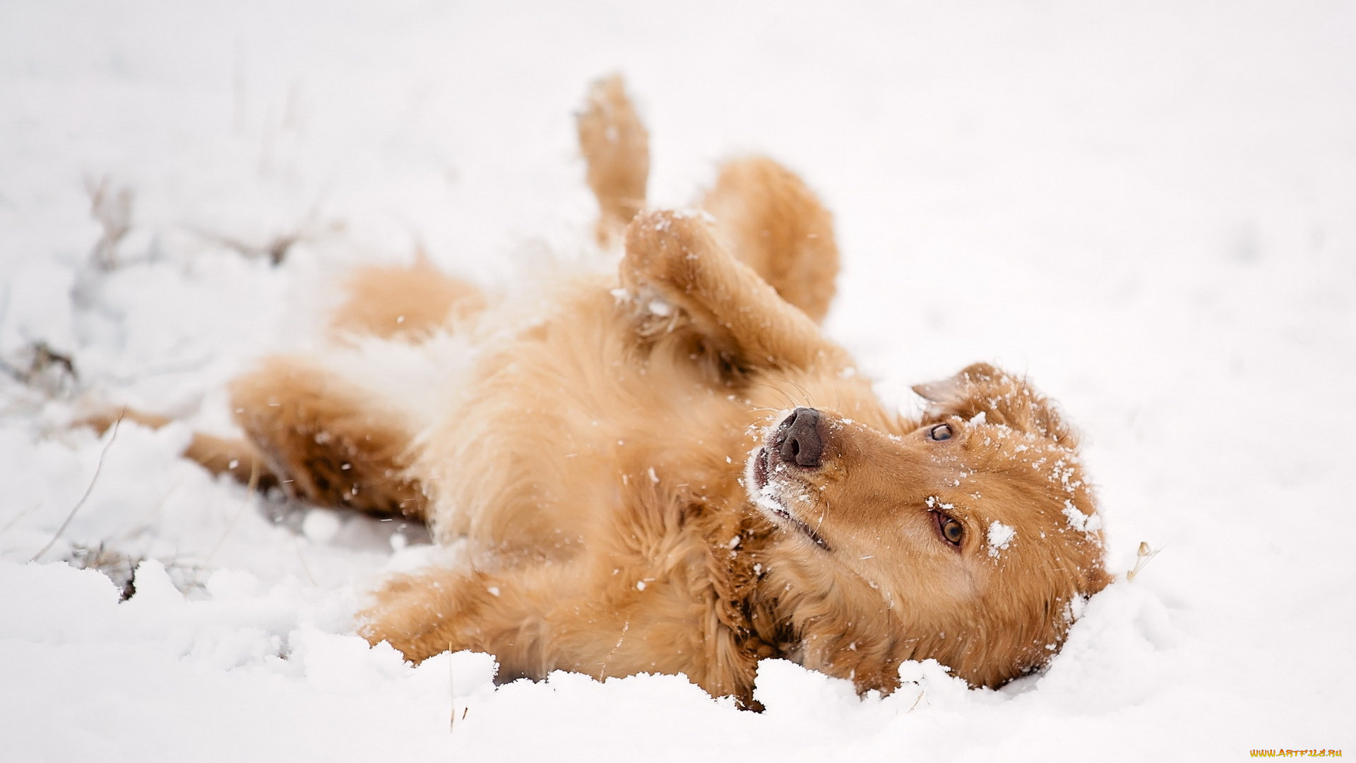 животные, собаки, собака, снег, взгляд
