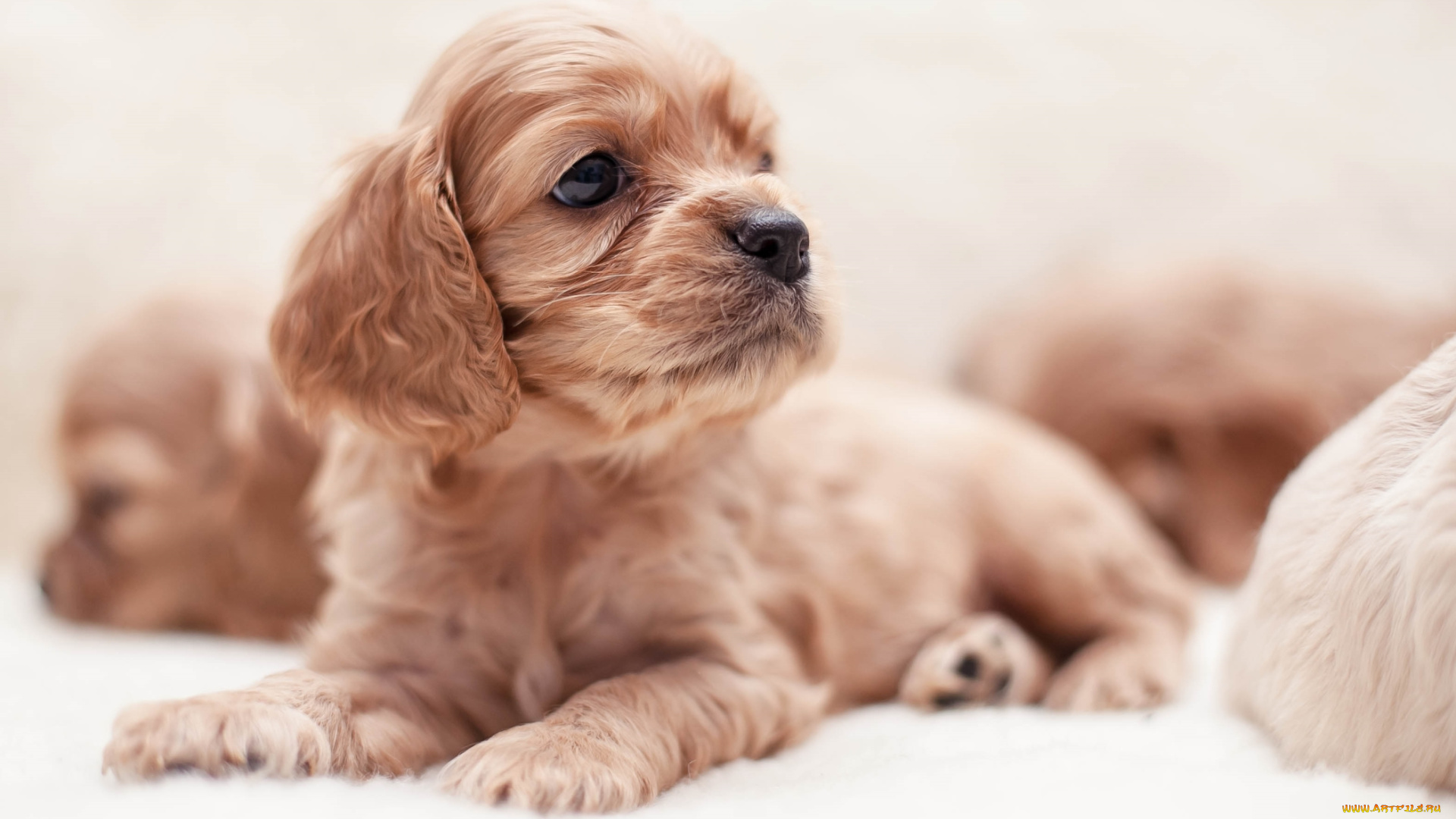 животные, собаки, спаниель