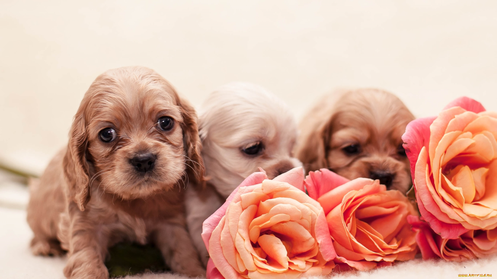 животные, собаки, спаниель, розы