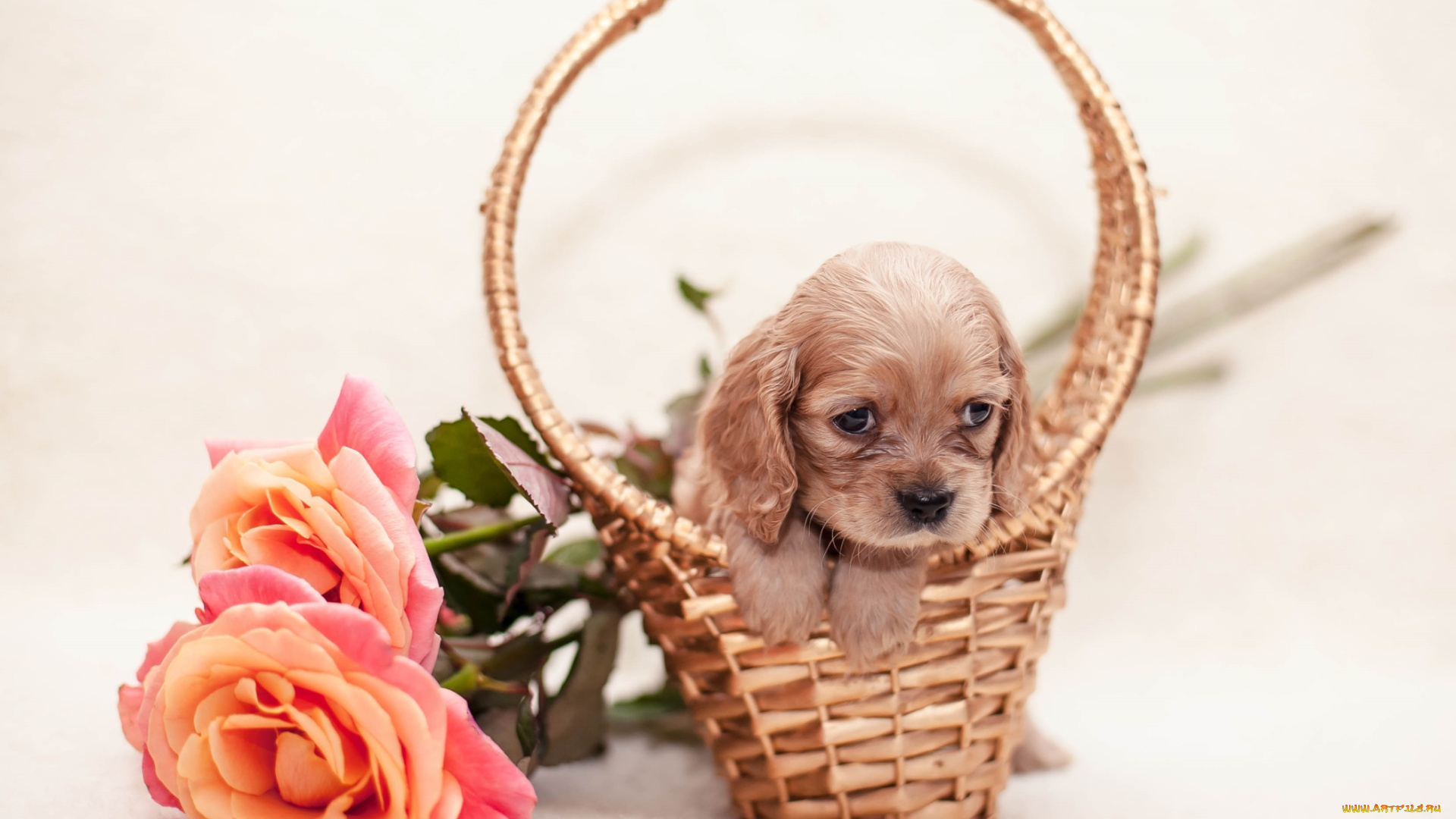 животные, собаки, спаниель, розы, корзина