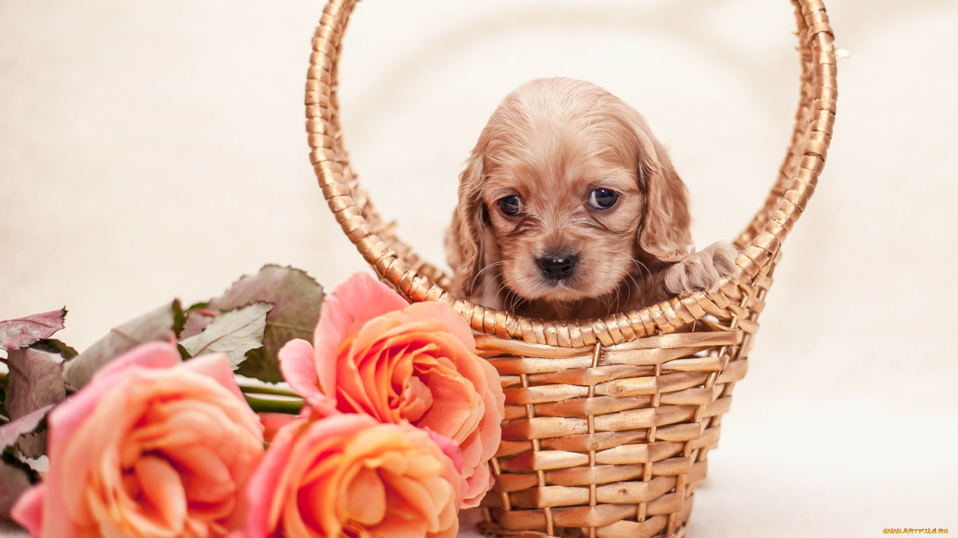 животные, собаки, спаниель, розы, корзина