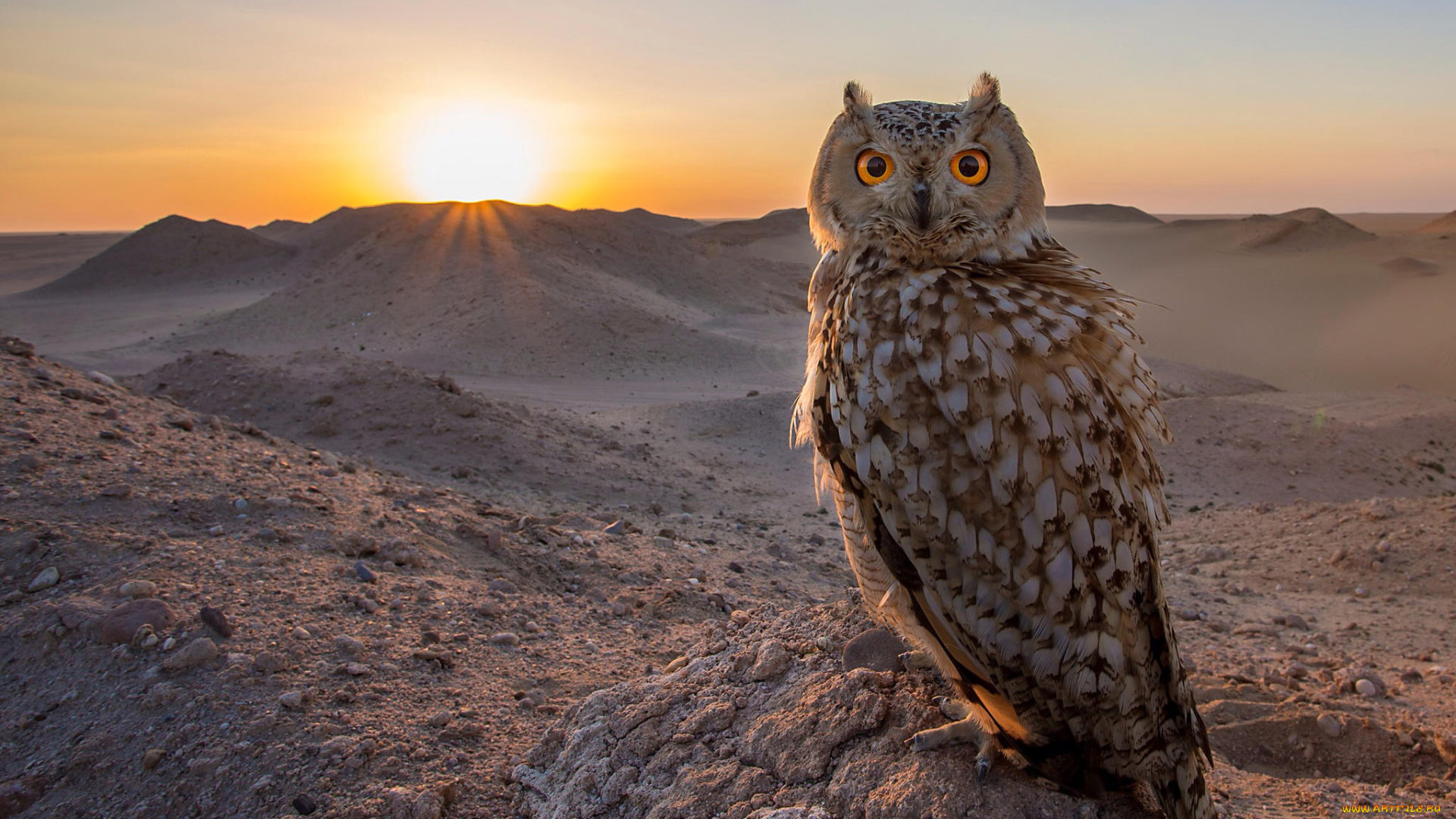 животные, совы, закат, сова, птица