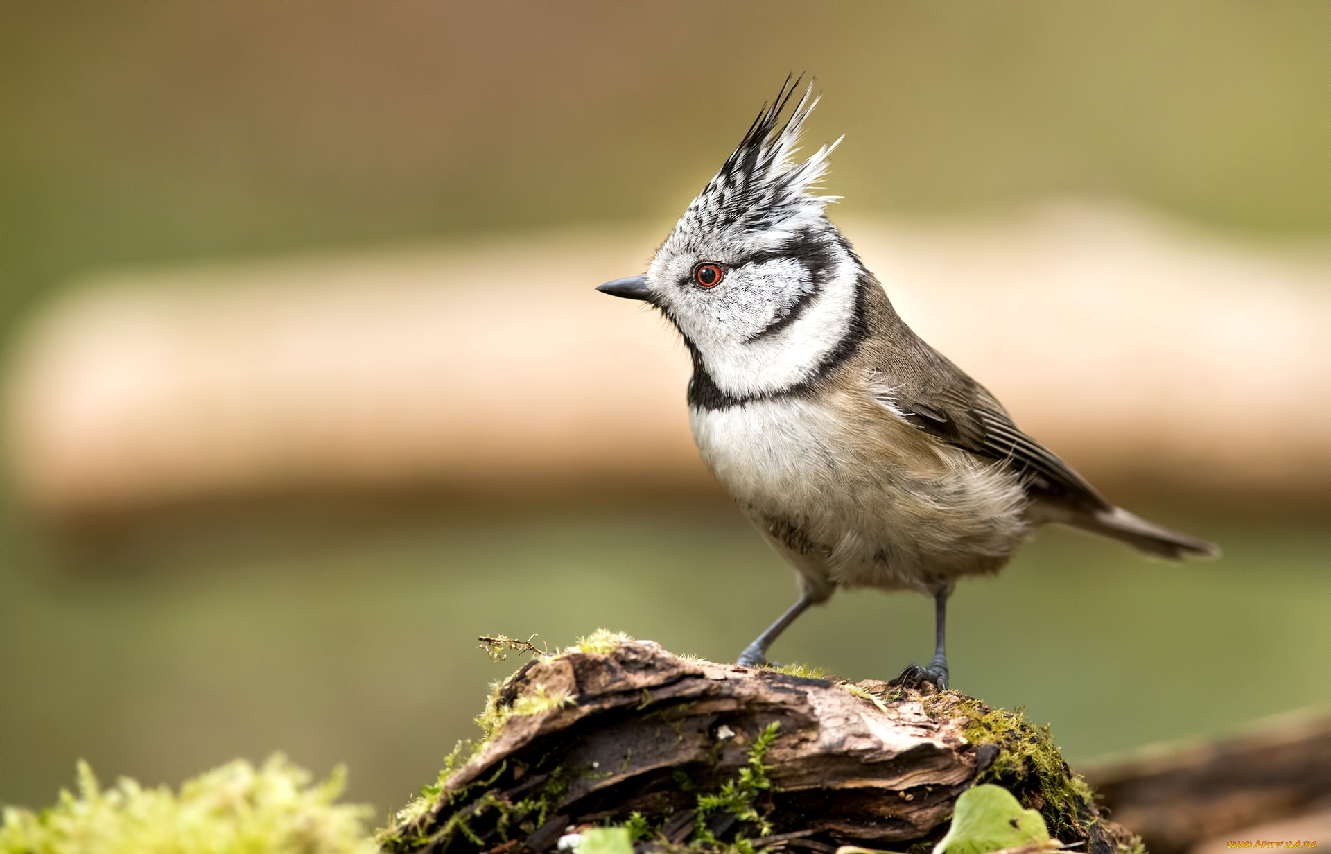 животные, синицы, , лазоревки, хохолок