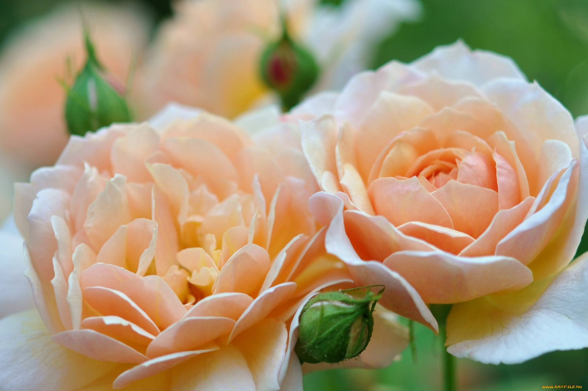 цветы, розы, пара