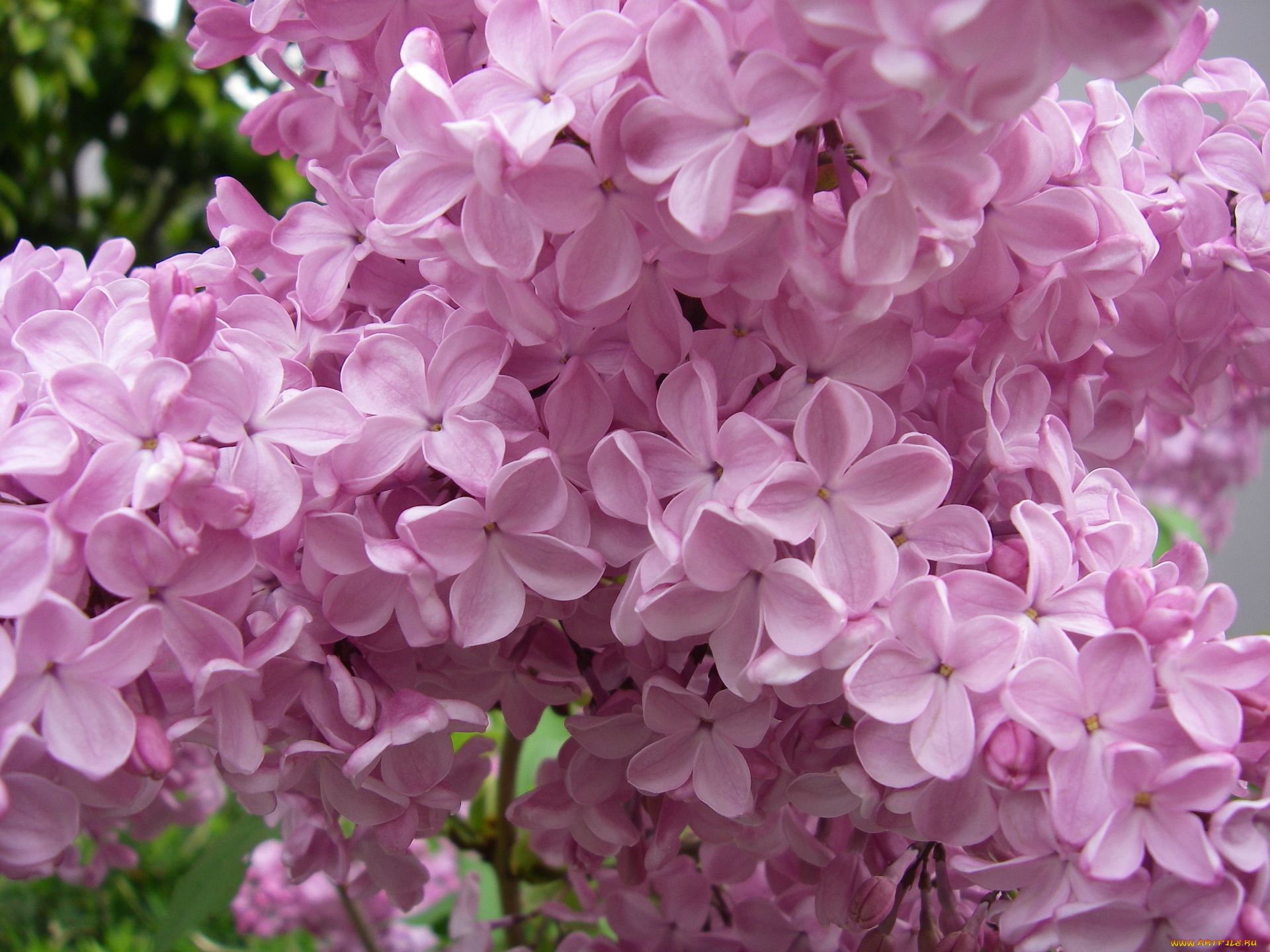 цветы, сирень, лепестки