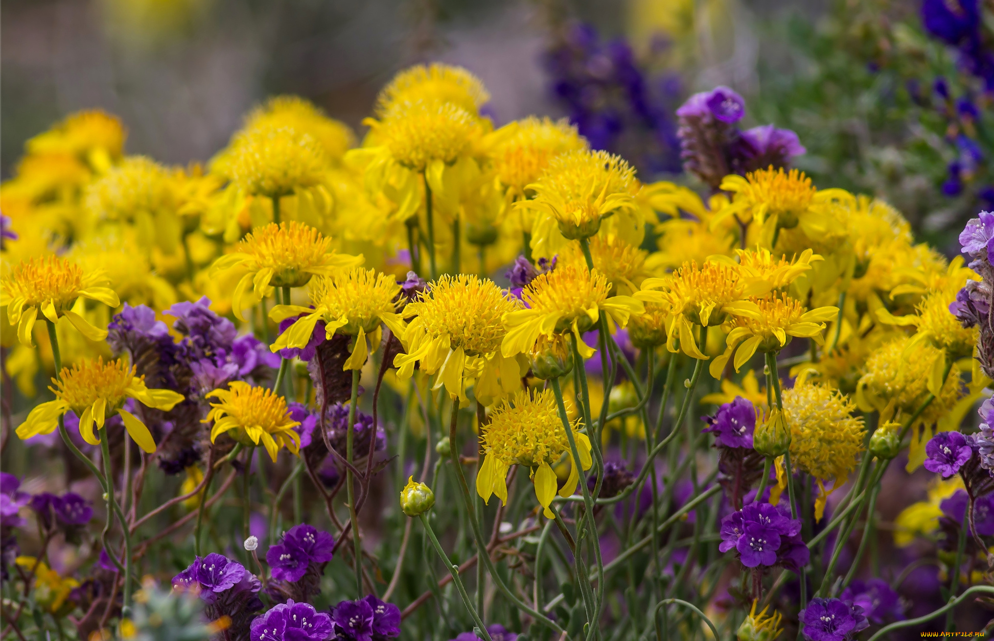 цветы, луговые, , полевые, , цветы, лиловый, желтый