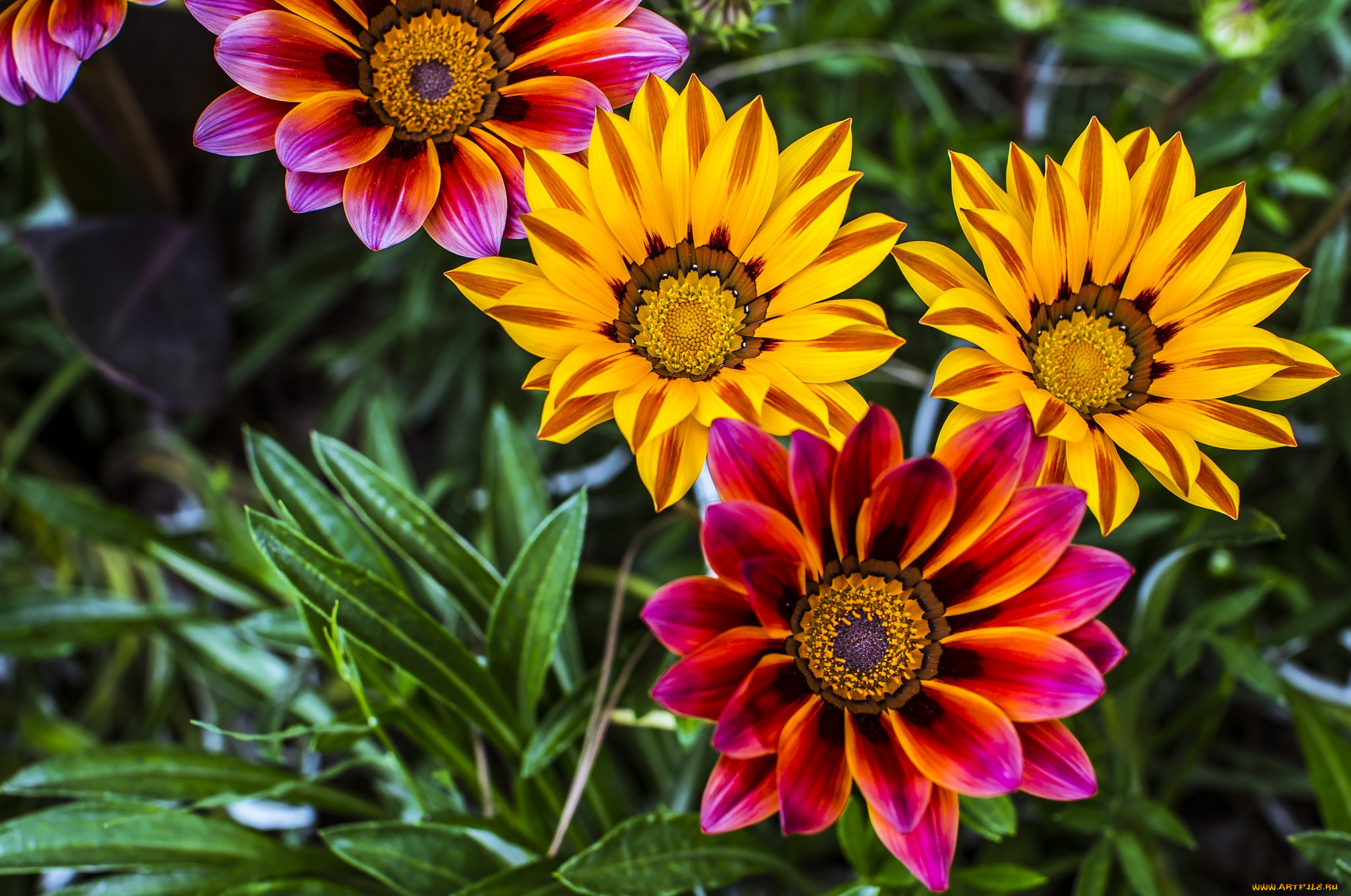цветы, газания, яркий