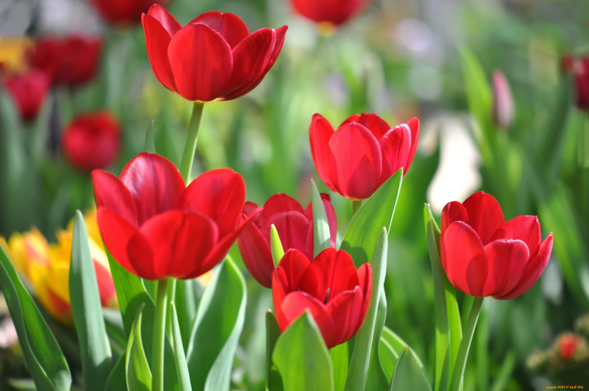 цветы, тюльпаны, красный
