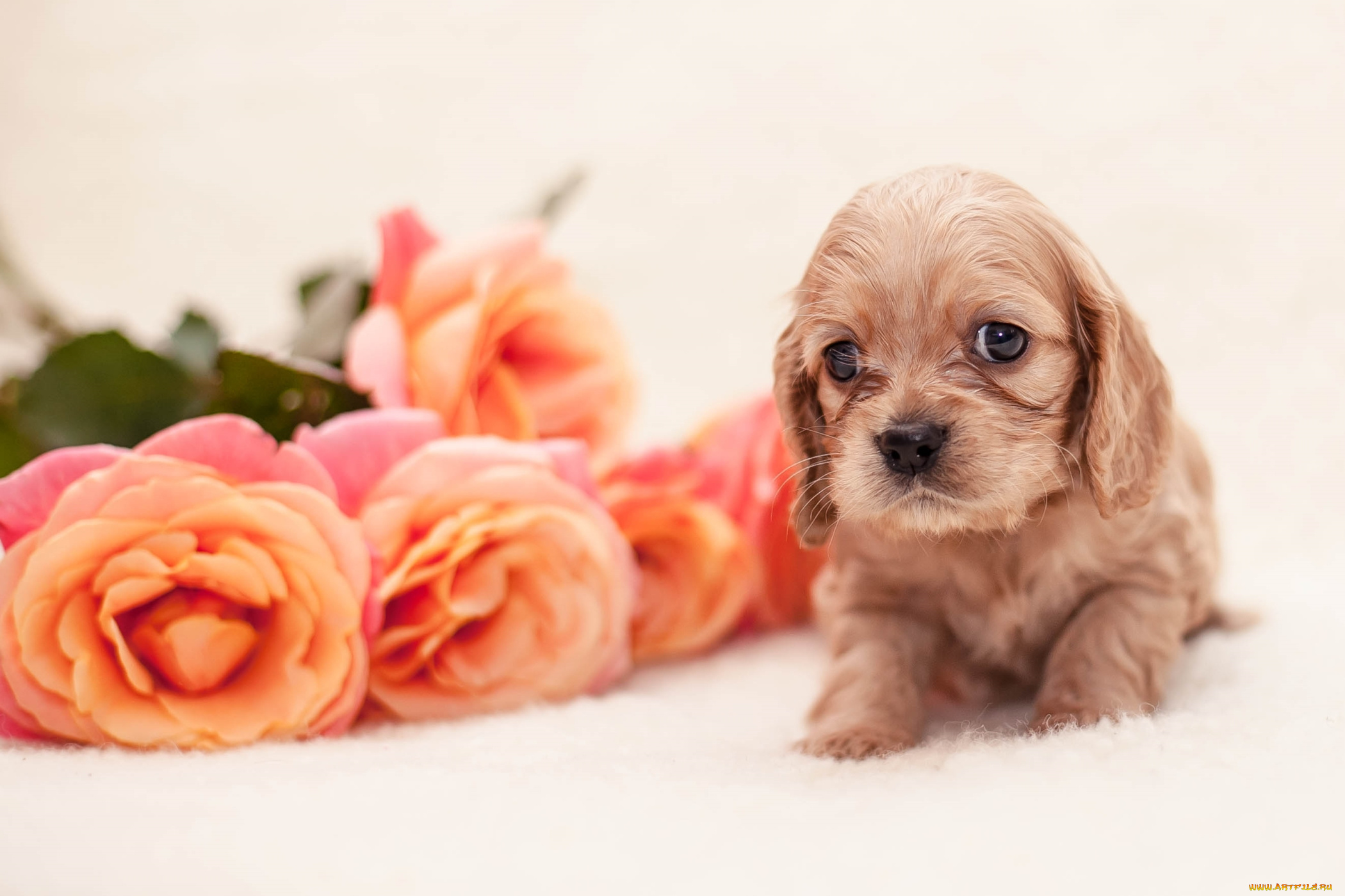 животные, собаки, розы, спаниель