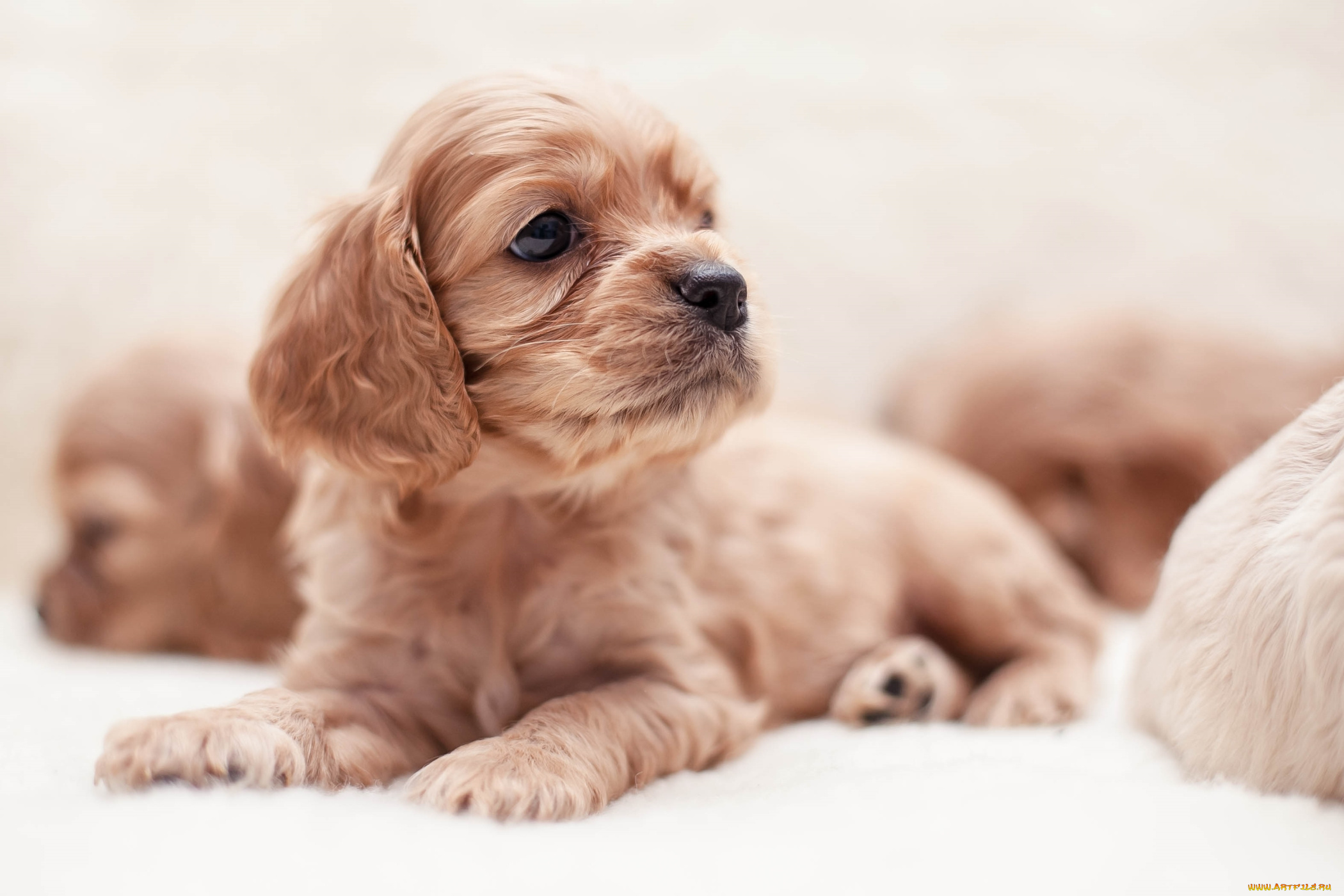 животные, собаки, спаниель