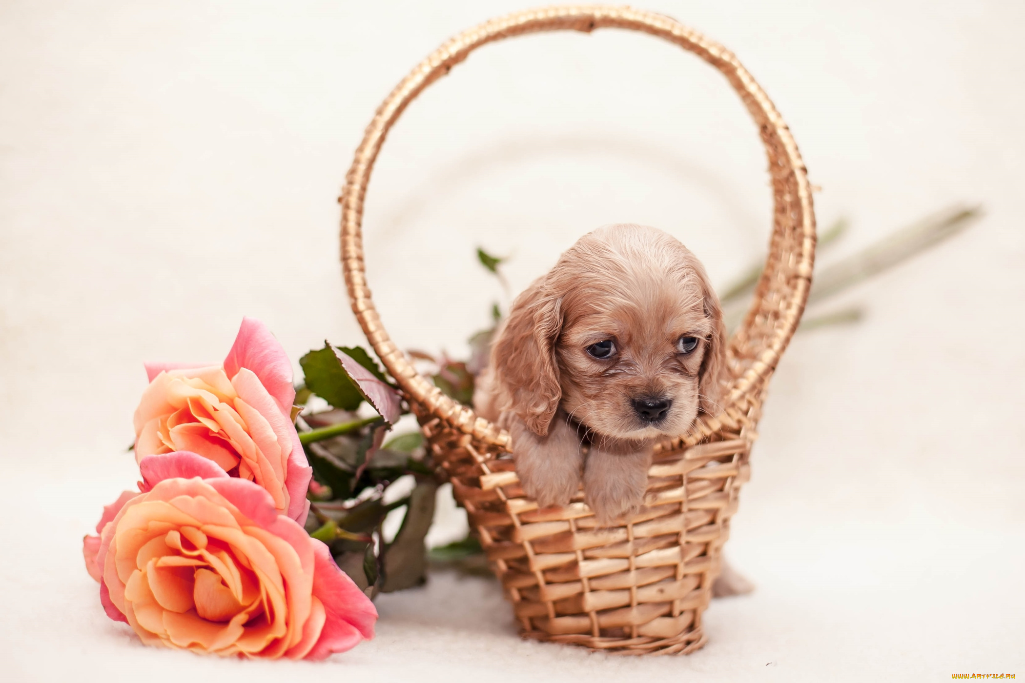 животные, собаки, спаниель, розы, корзина