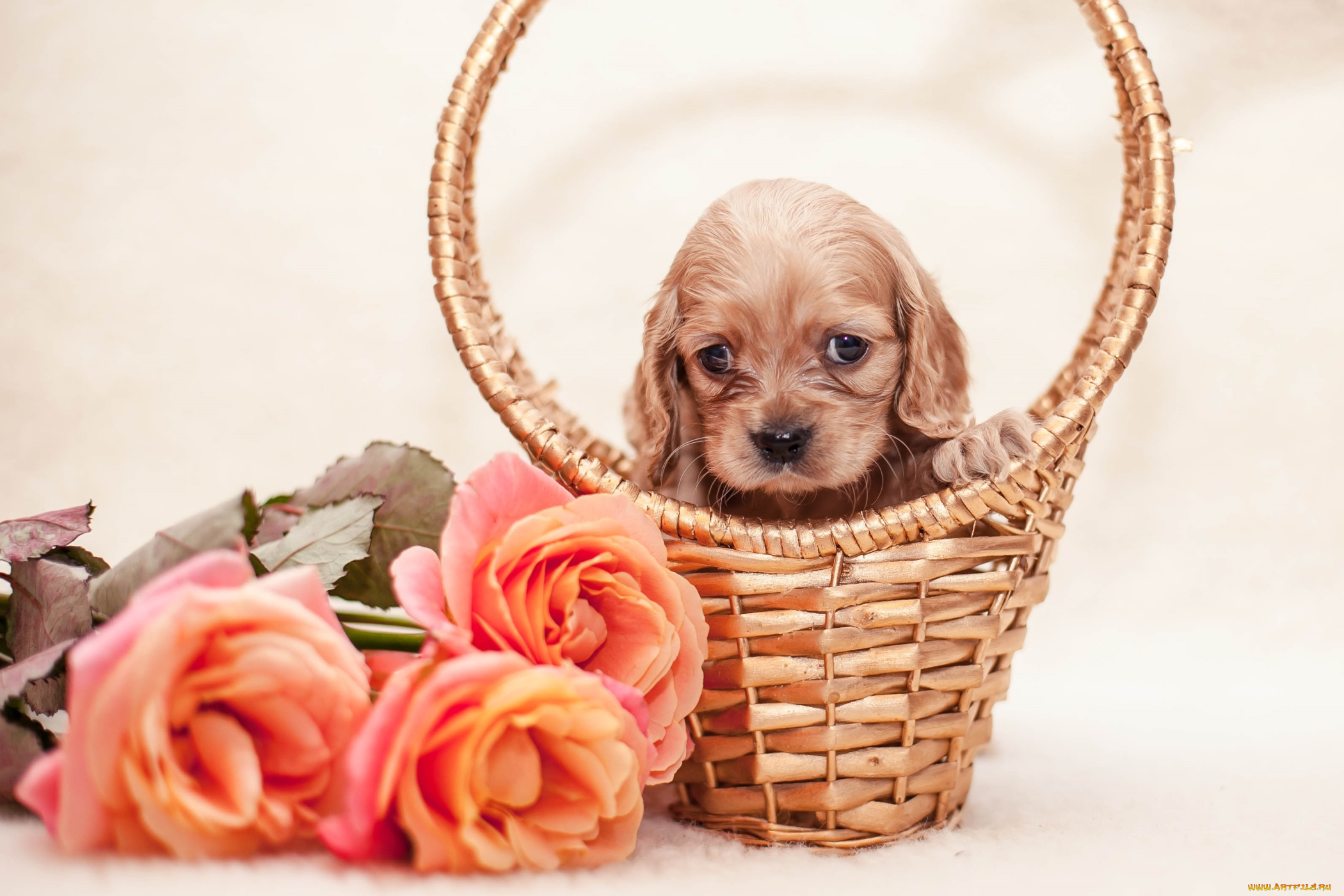 животные, собаки, спаниель, розы, корзина