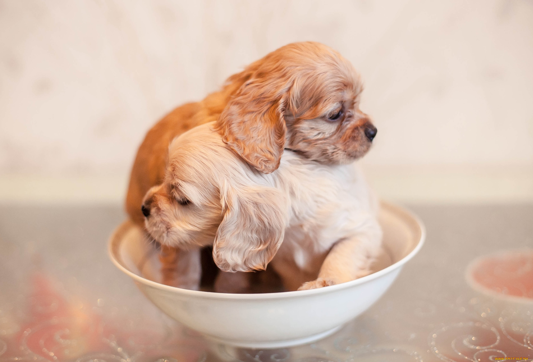 животные, собаки, спаниель