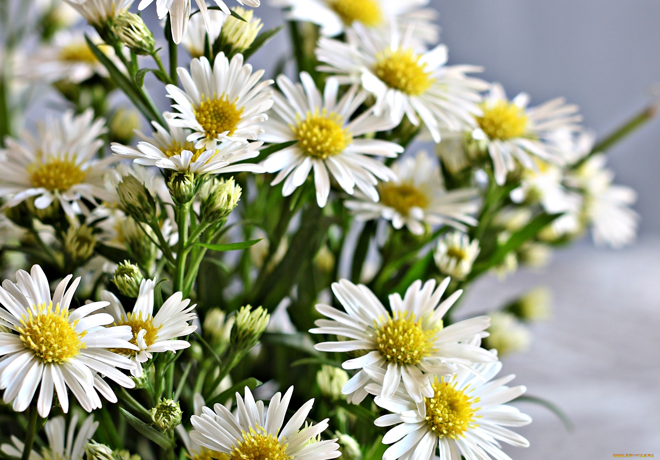 цветы, астры, татарская, астра