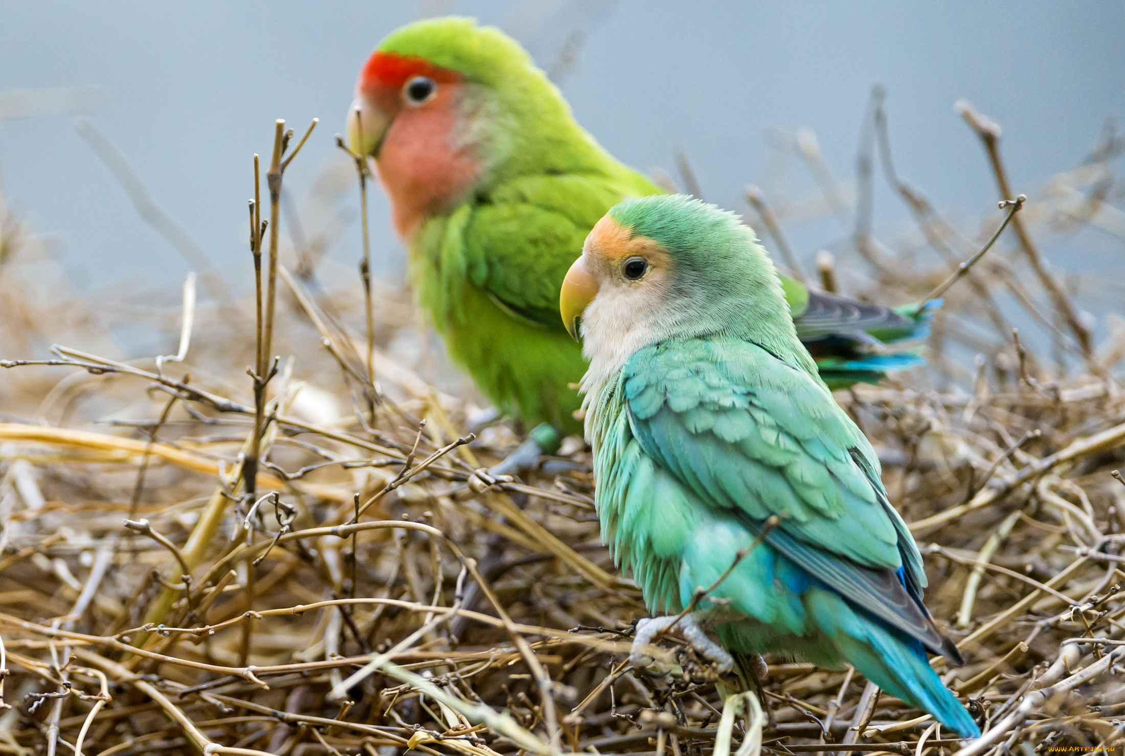 животные, попугаи, красавчики
