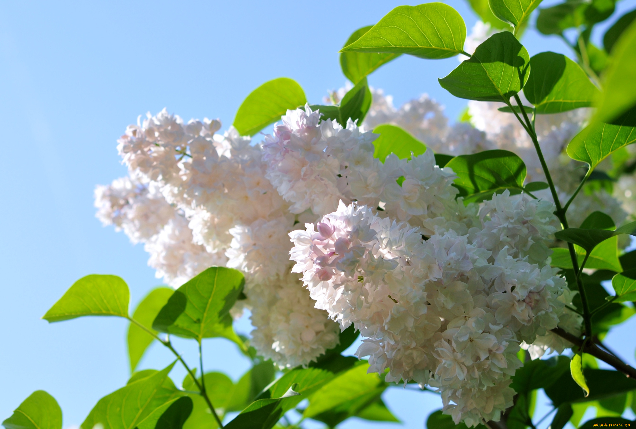 цветы, сирень, весна