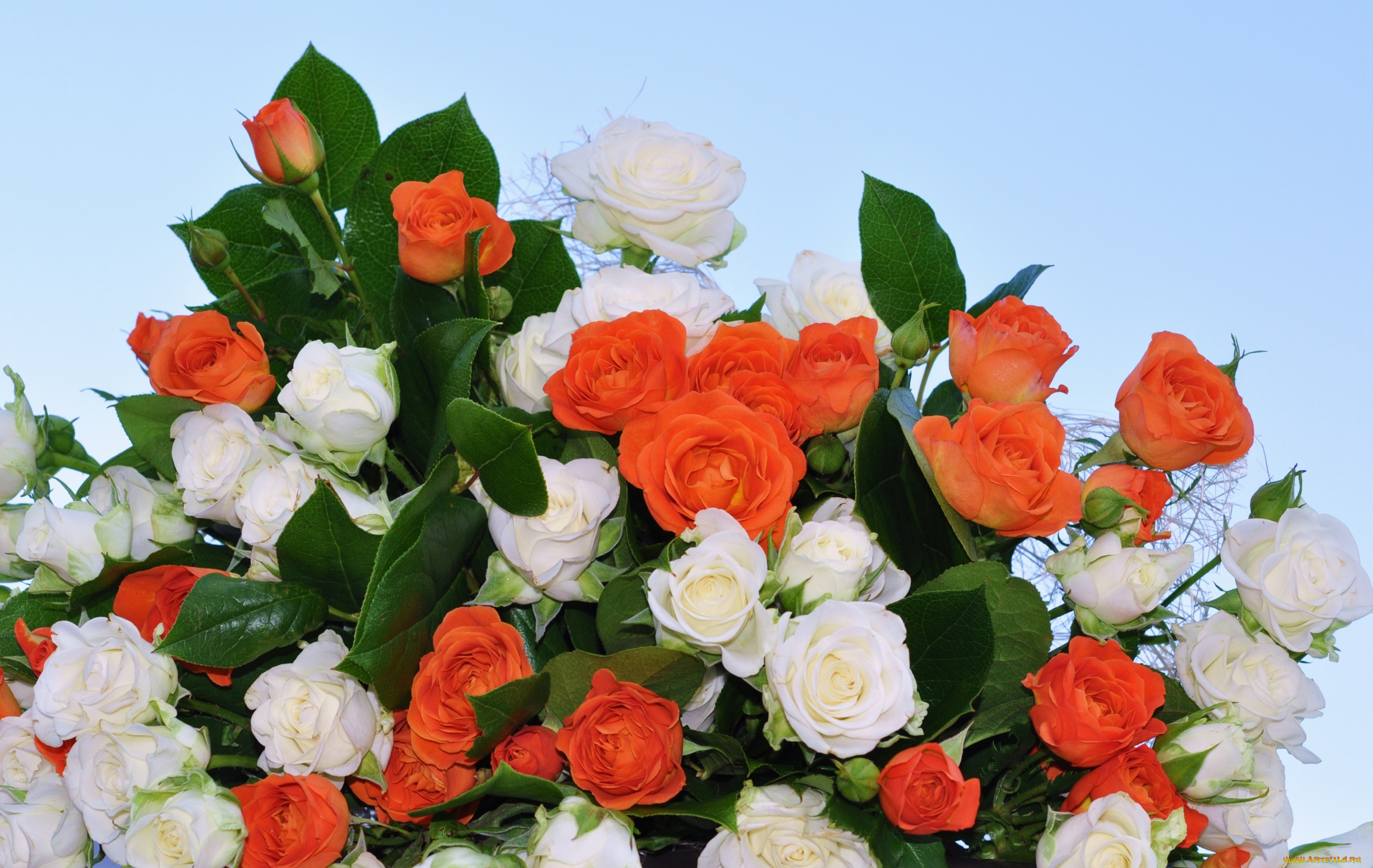 цветы, розы, белый, алый