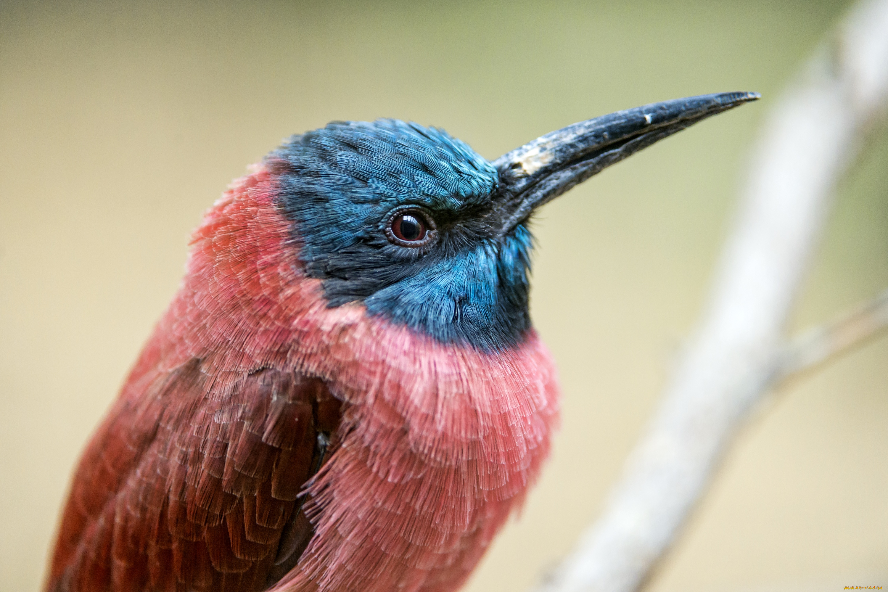 животные, щурки, , пчелоеды, клюв