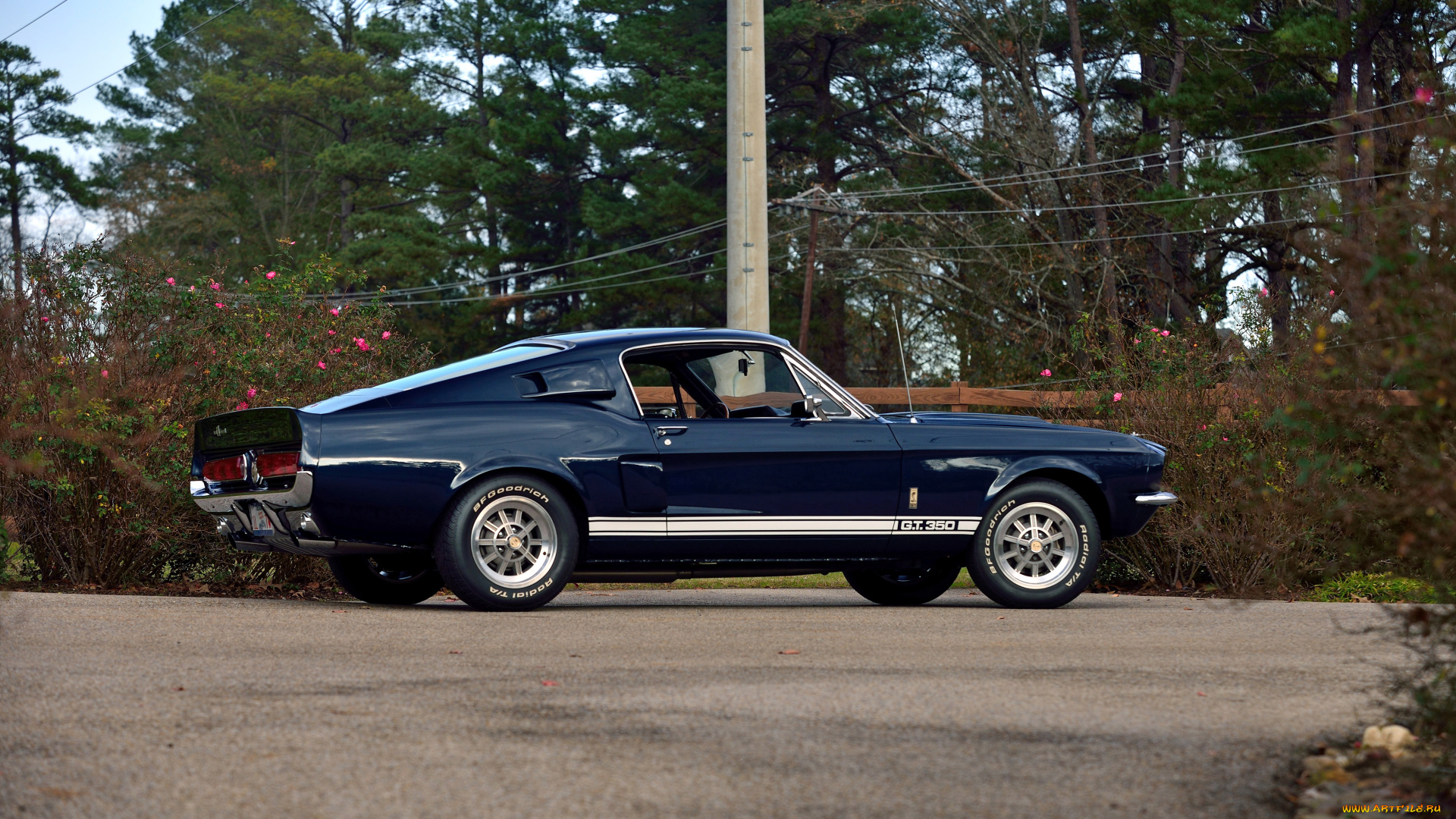 автомобили, mustang, shelby