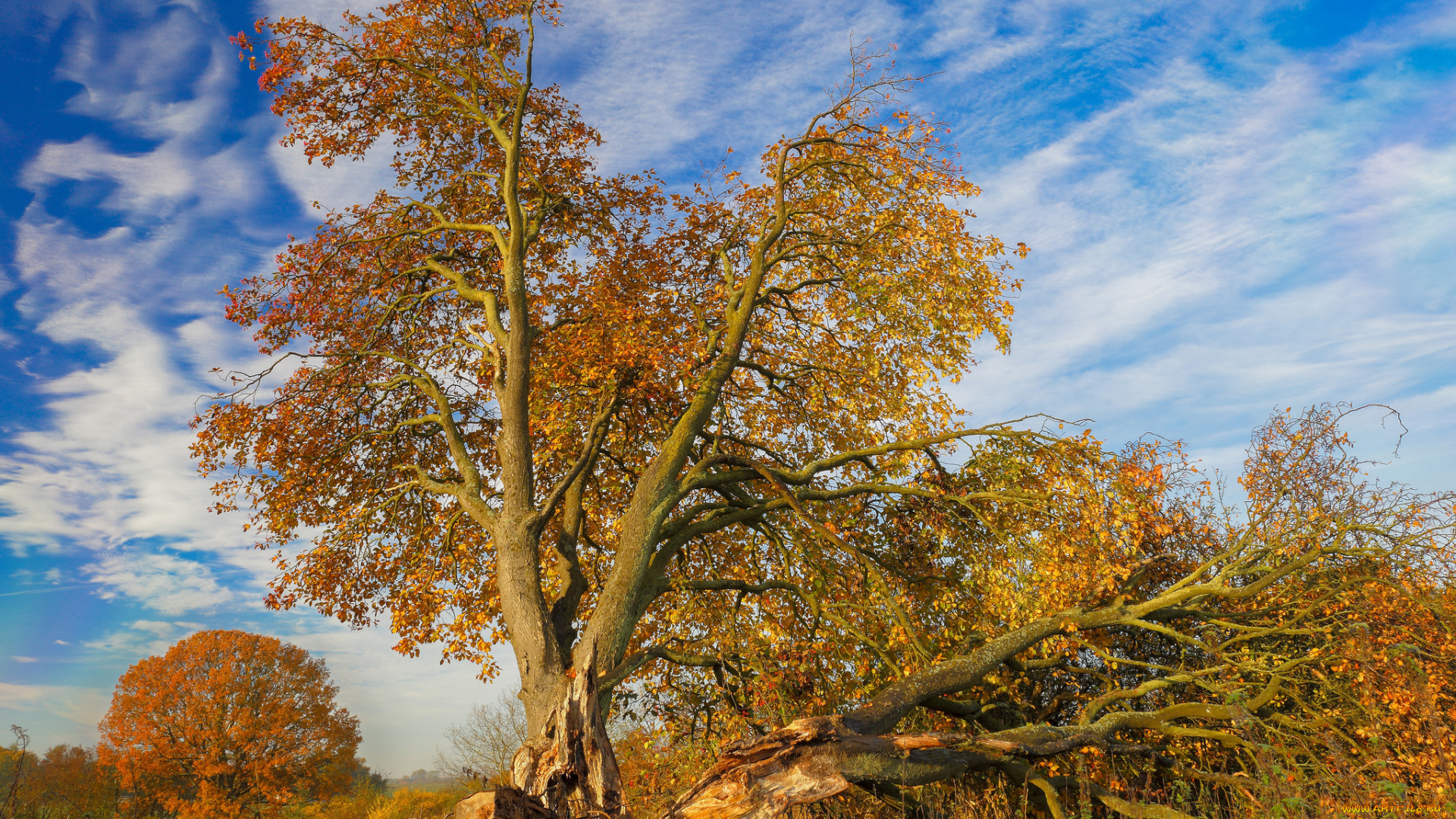 природа, деревья, осень