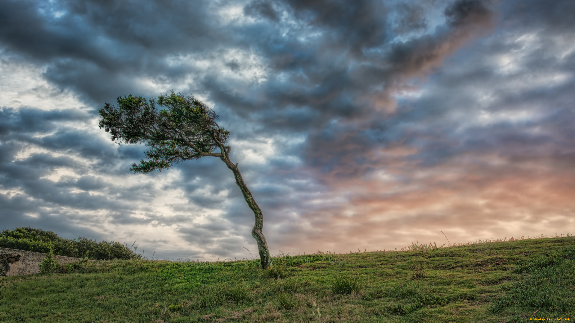 природа, деревья, поле